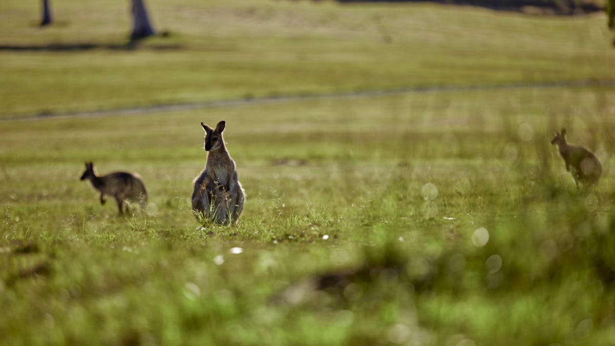 There are over 120 species of native wildlife living on the grounds of Sirromet Winery