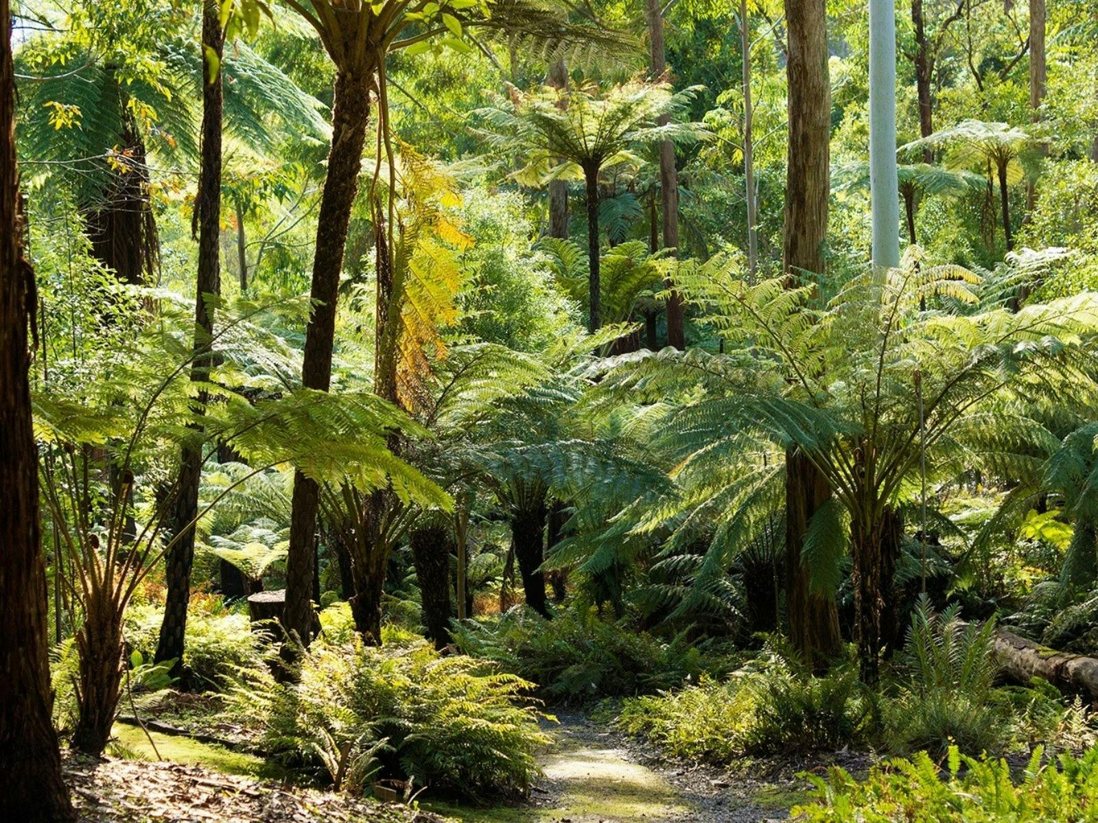 Lush Fern Gully