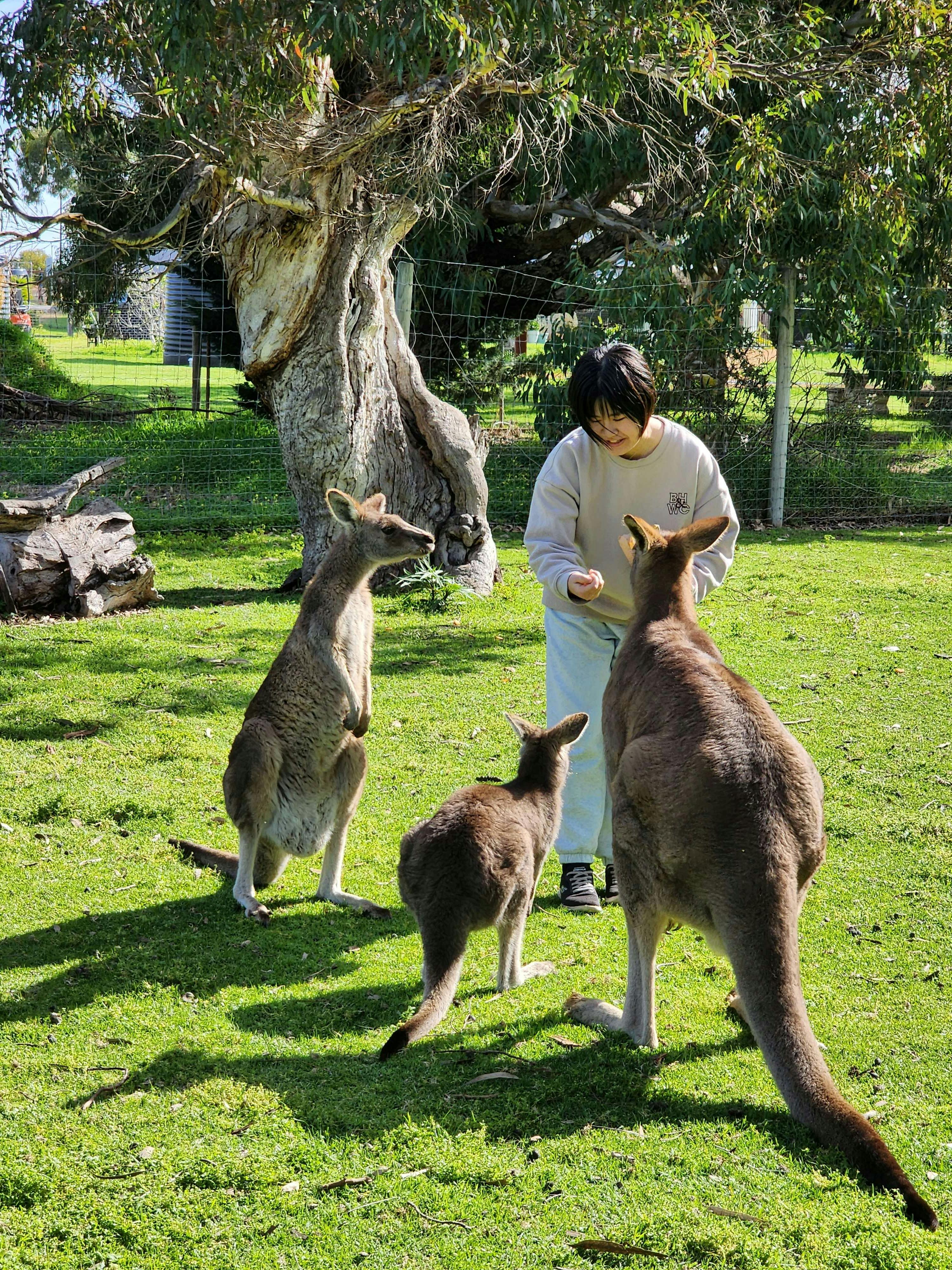 Adelaide Hills Cleland Wildlife and Hahndorf Premium Tour