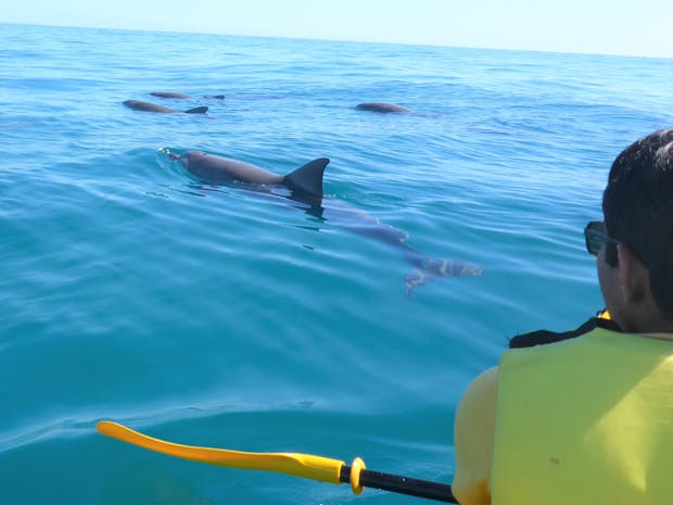 Dolphin Sea Kayak Tour Noosa - Take A Mate Free