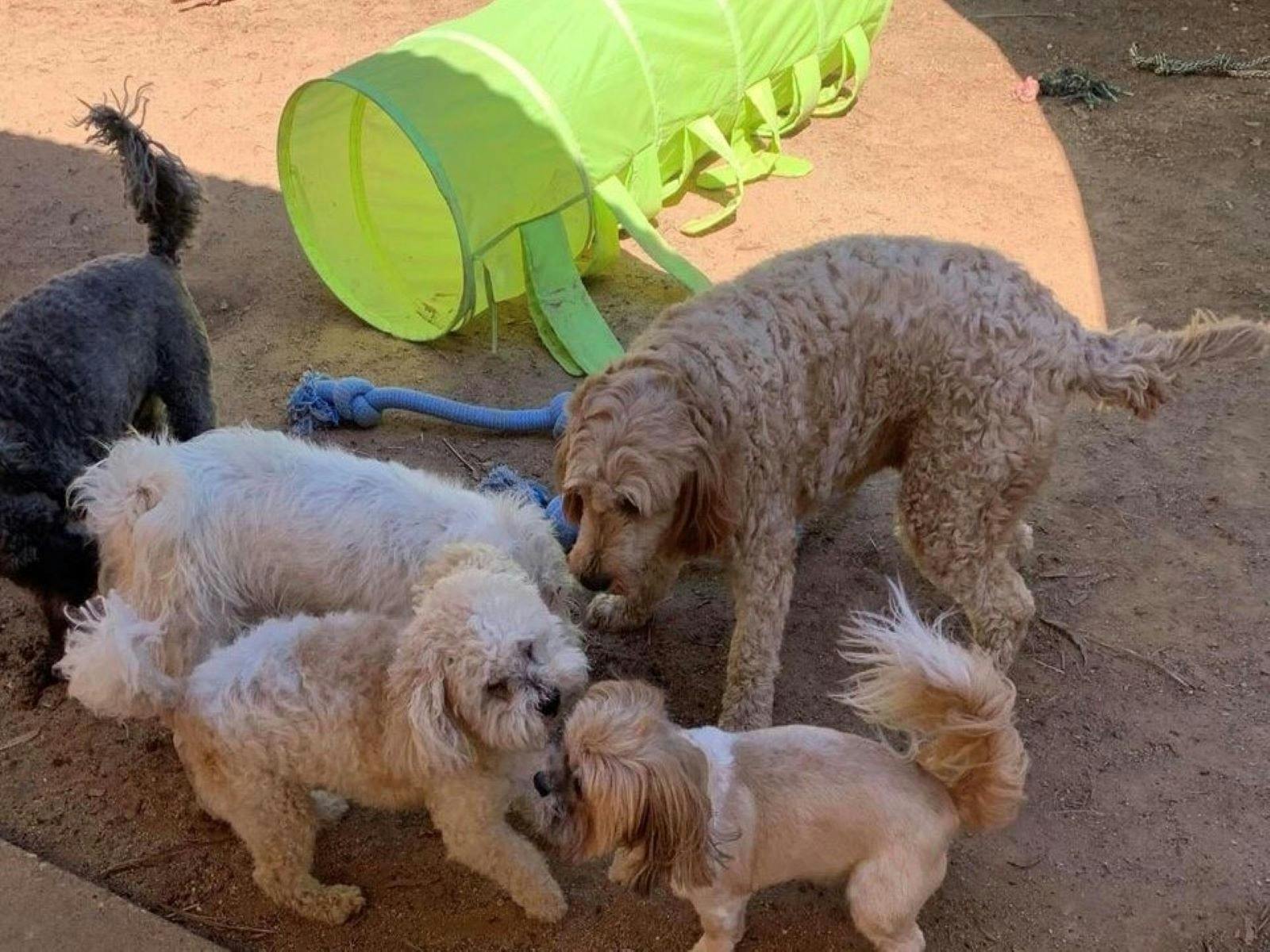 Riverina Boarding Kennels