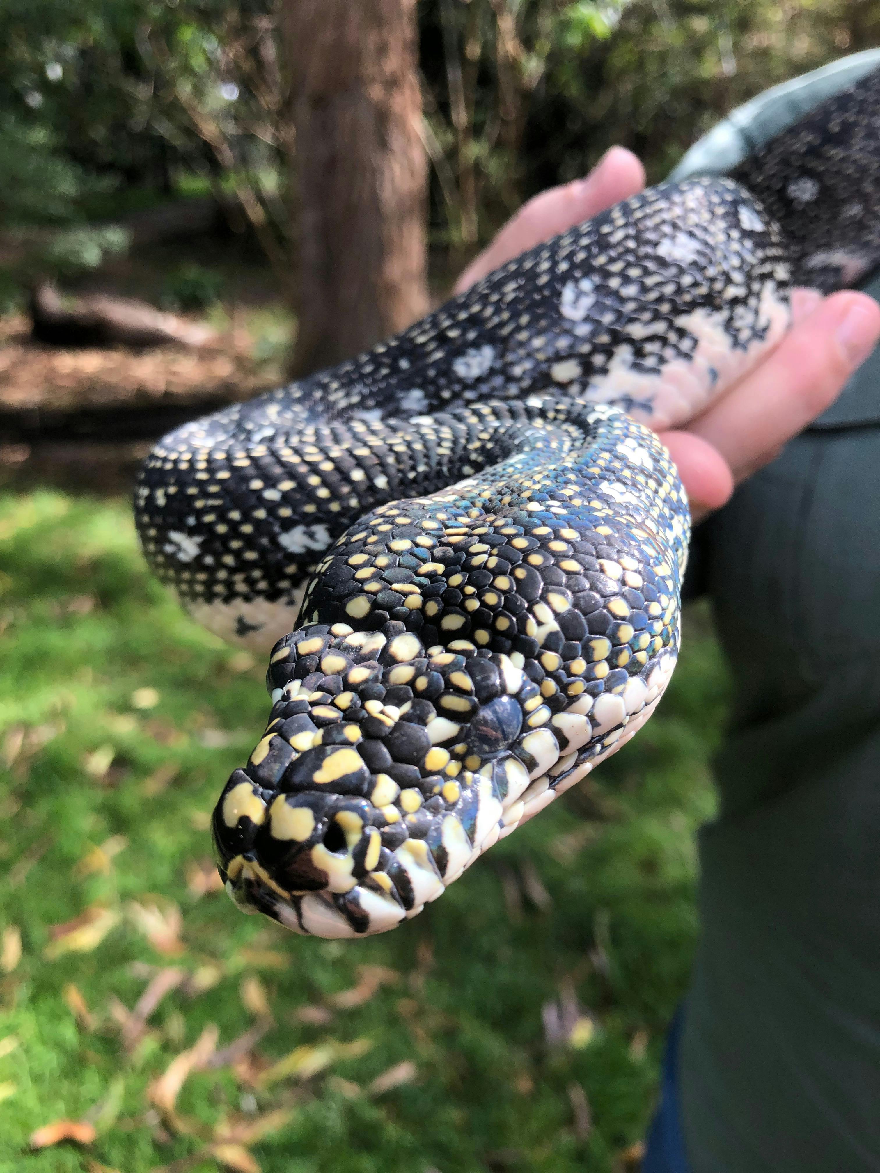 Diamond python Evie is having a walk in the sanctuary