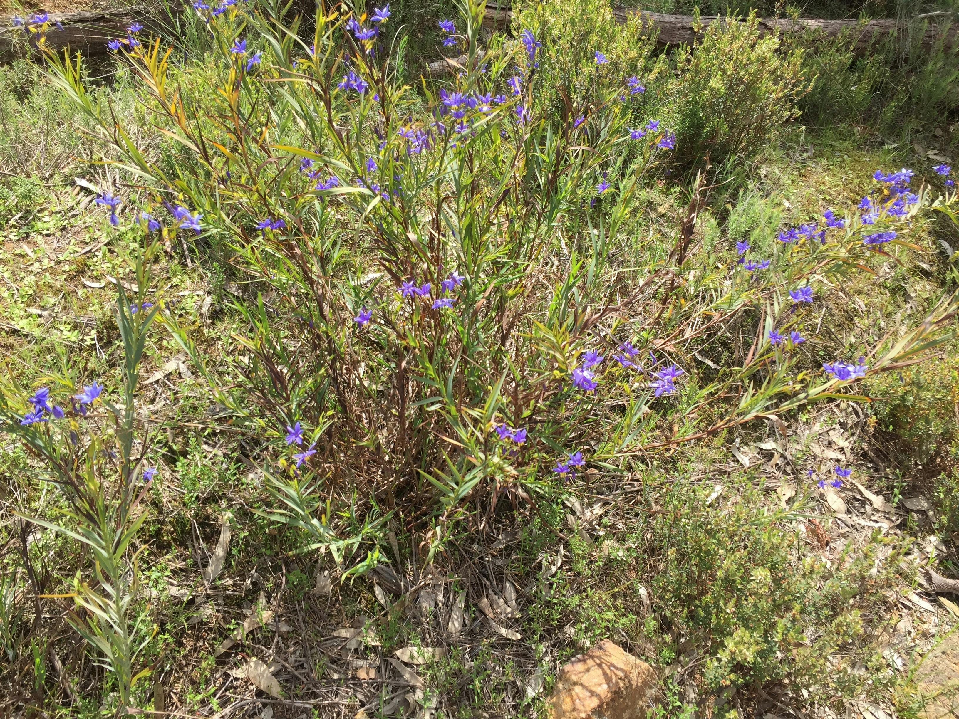 Purple wildflowers, rocks, leaf litter, in sun.