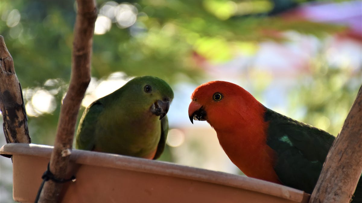 Many beautiful birds frequent the park, Parrots, Lorikeets, Cockatoos, Kookaburras and many more.