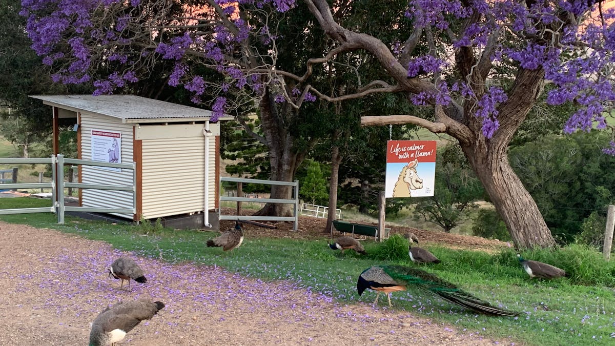 Peafowl and Jacaranda tree.