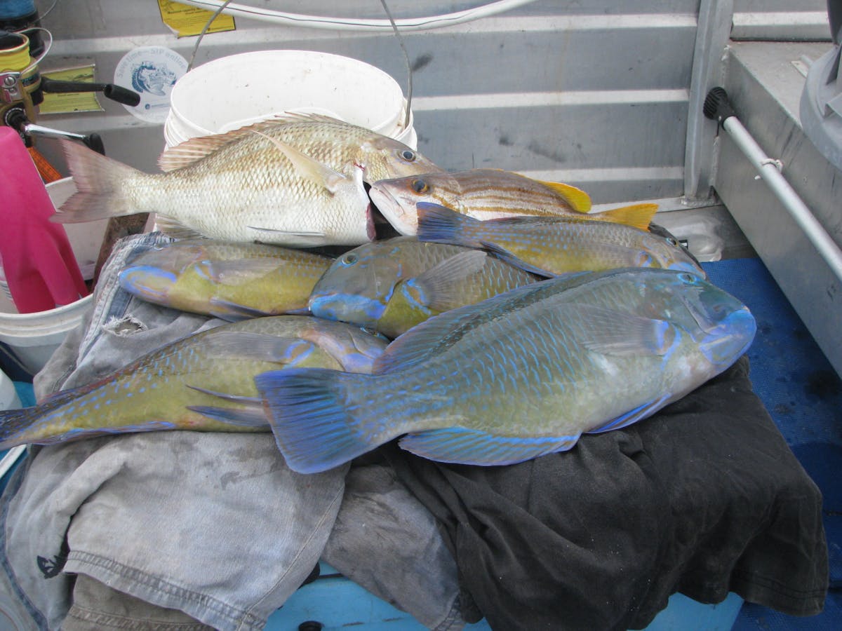 Good catch of fish