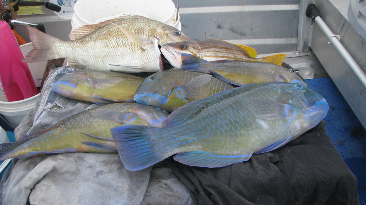 Good catch of fish