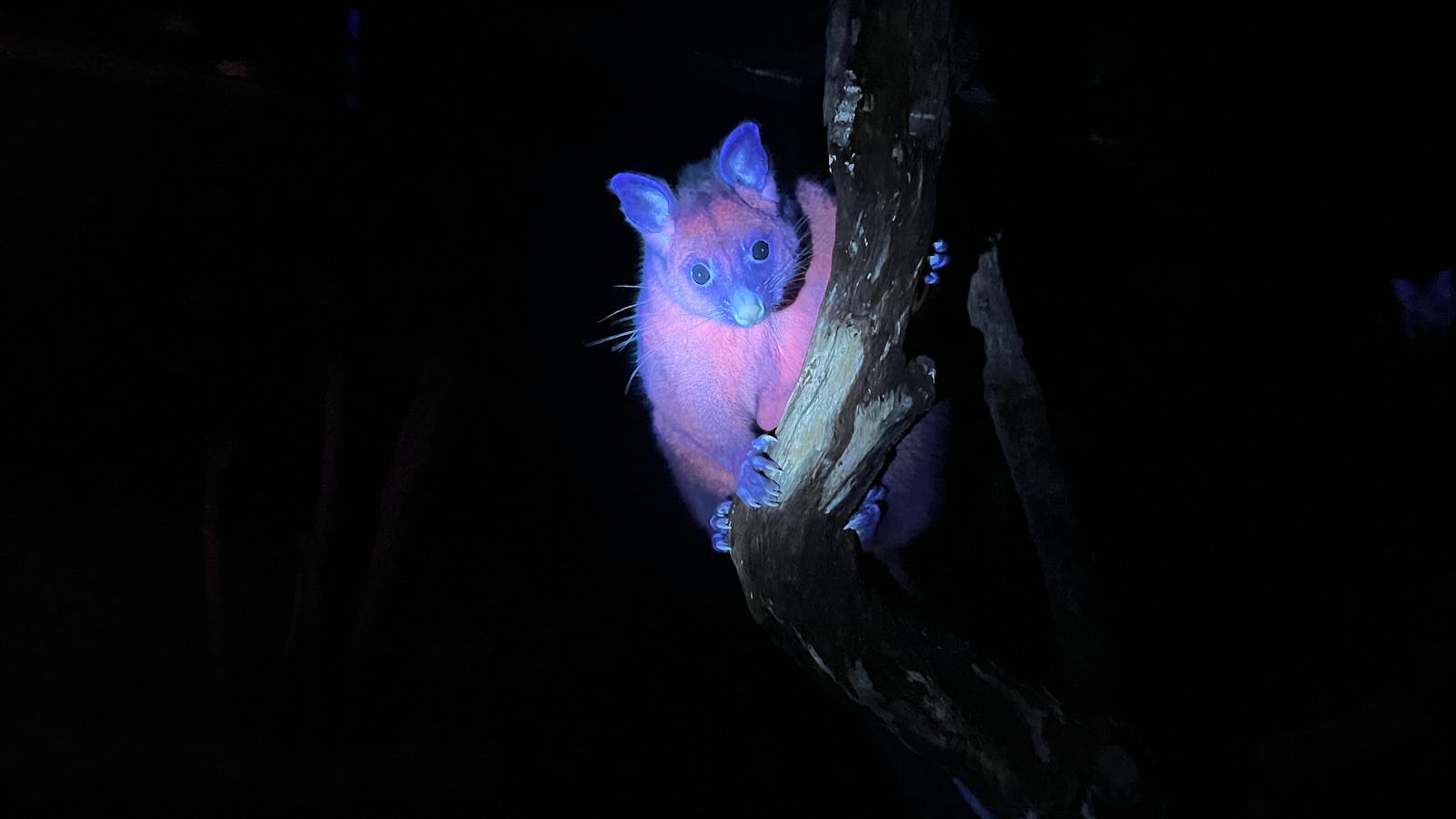 Brush-tail possum
