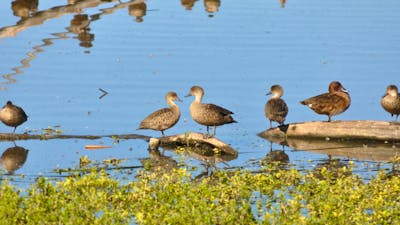 Birds perched on logs