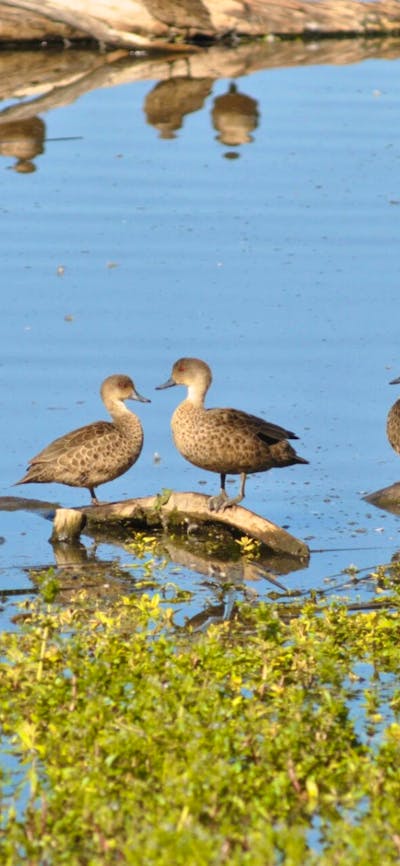 Birds perched on logs