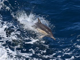 Dolphin riding the wake