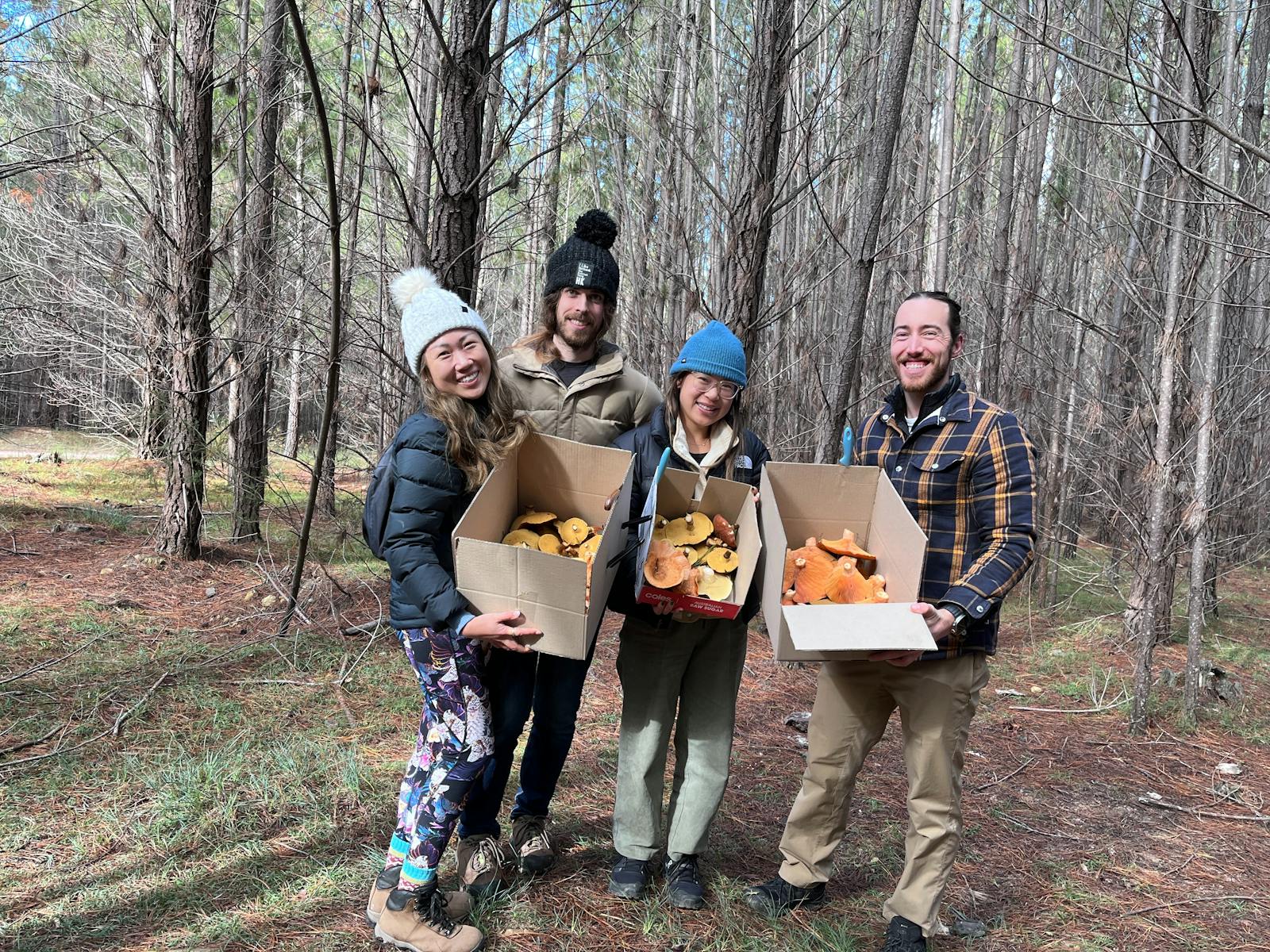 forager in a pine forest with boxes full of wild orange mushrooms