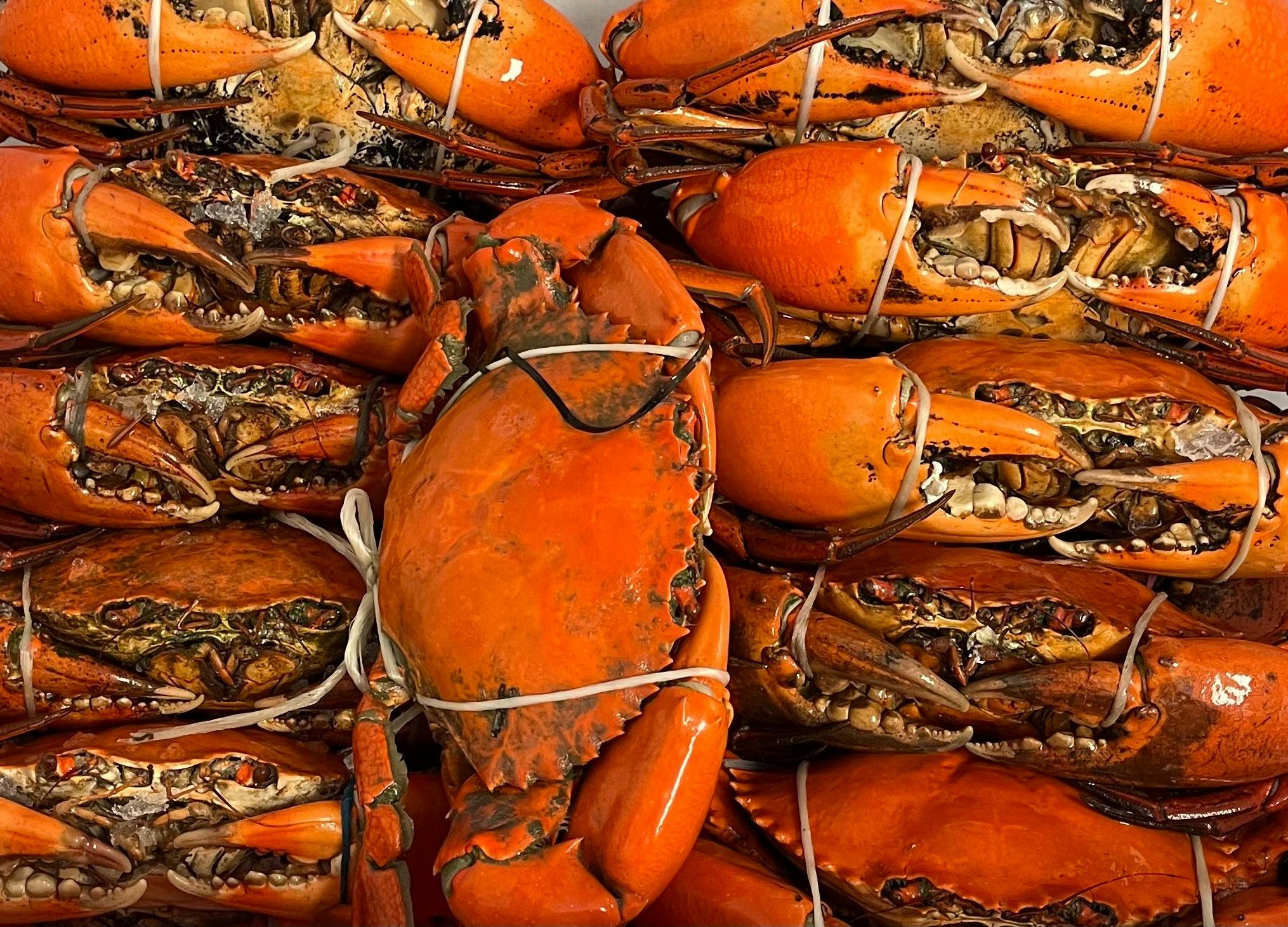 fresh cooked mud crabs
