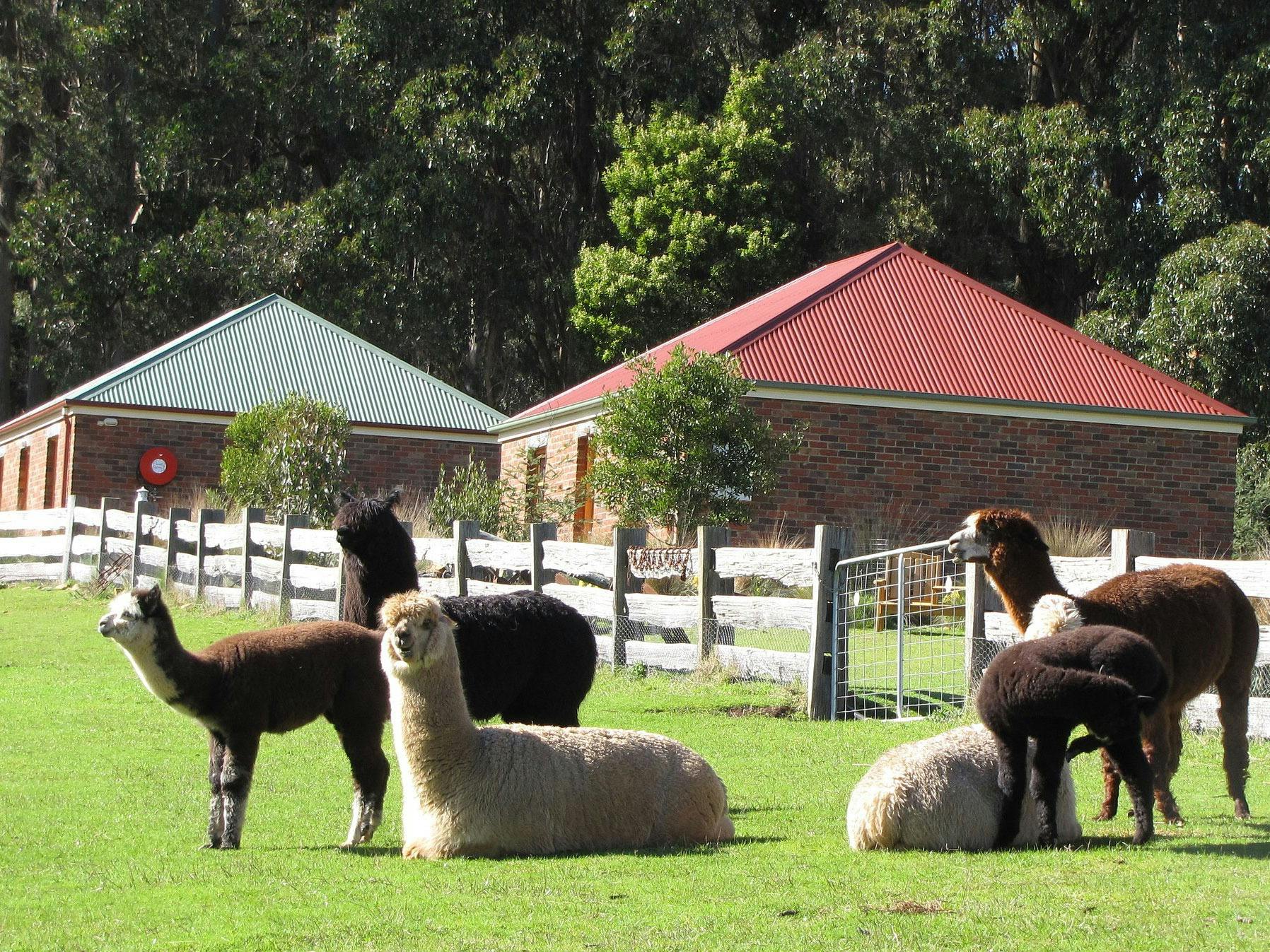 alpaca herd relaxing in front of cottage