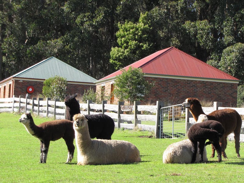 alpaca herd relaxing in front of cottage