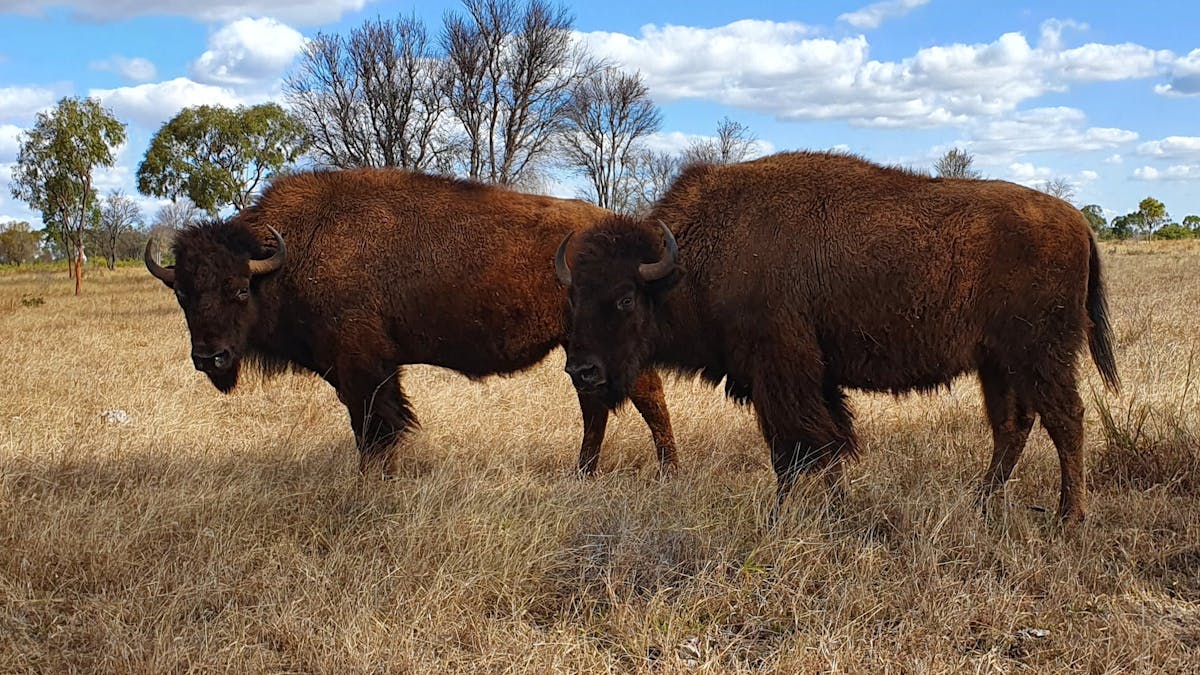 Bison at Texas Longhorn Tours