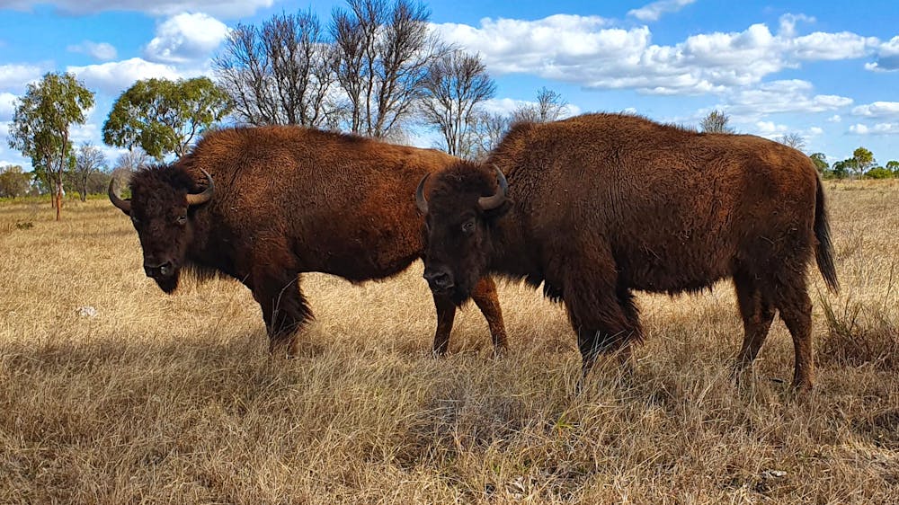 Texas Longhorn Tours