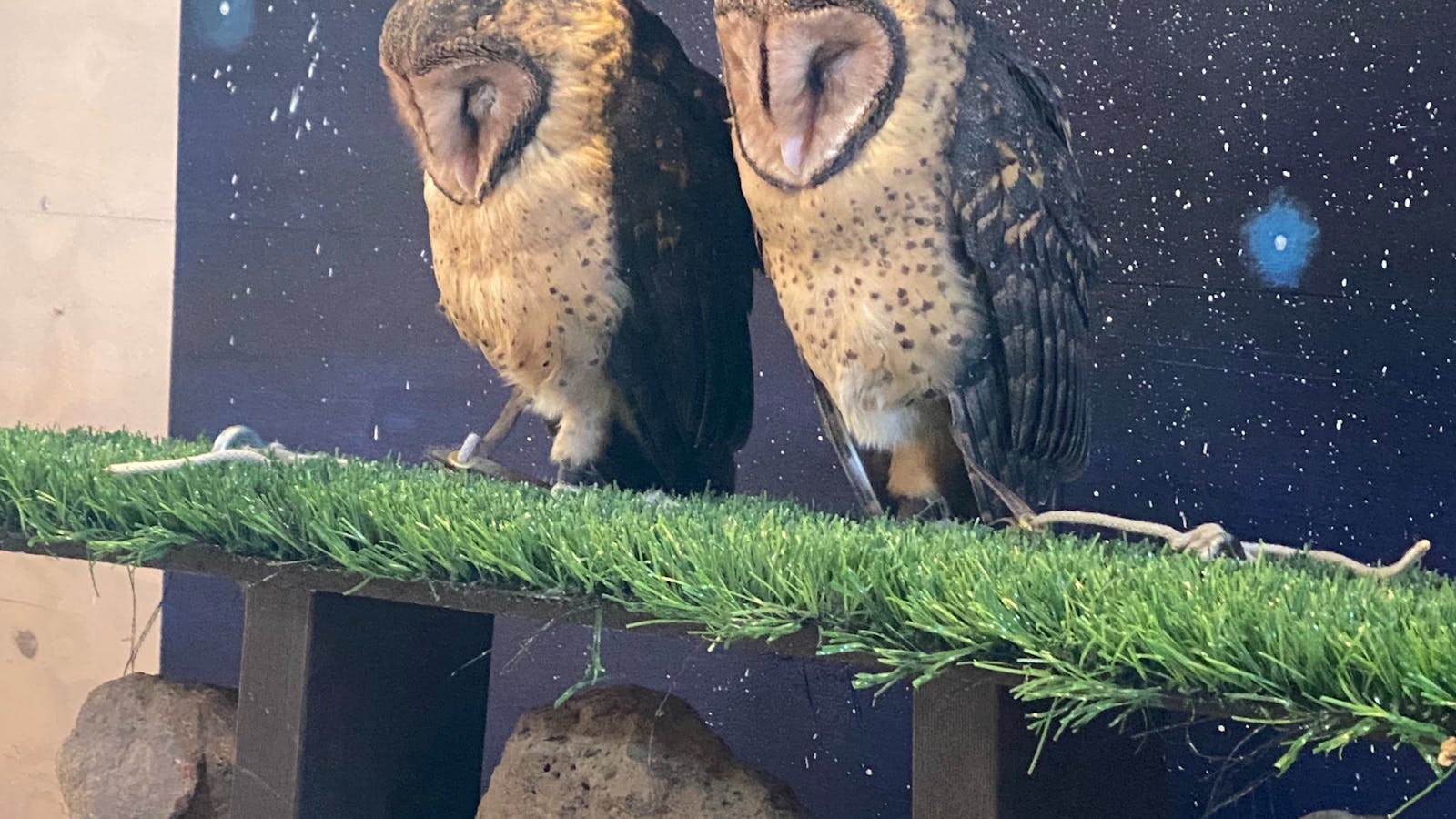 Sleepy owls