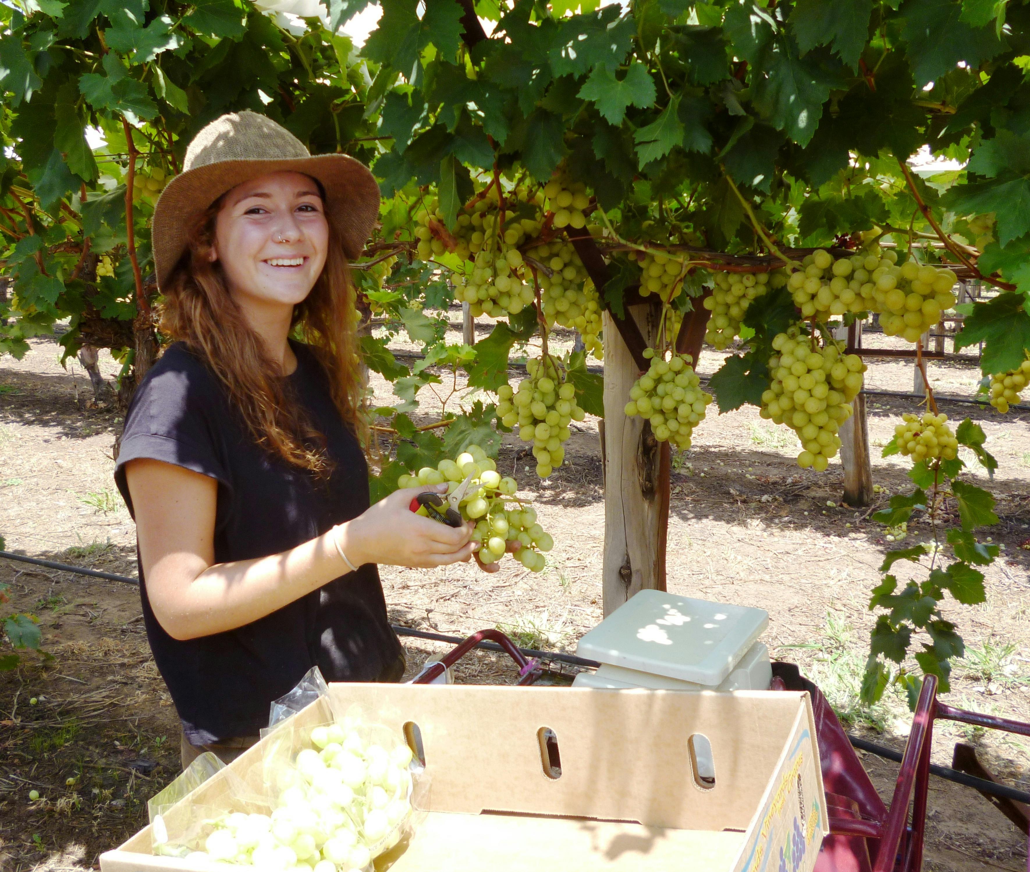 Cotton Farm and Vineyard Tour