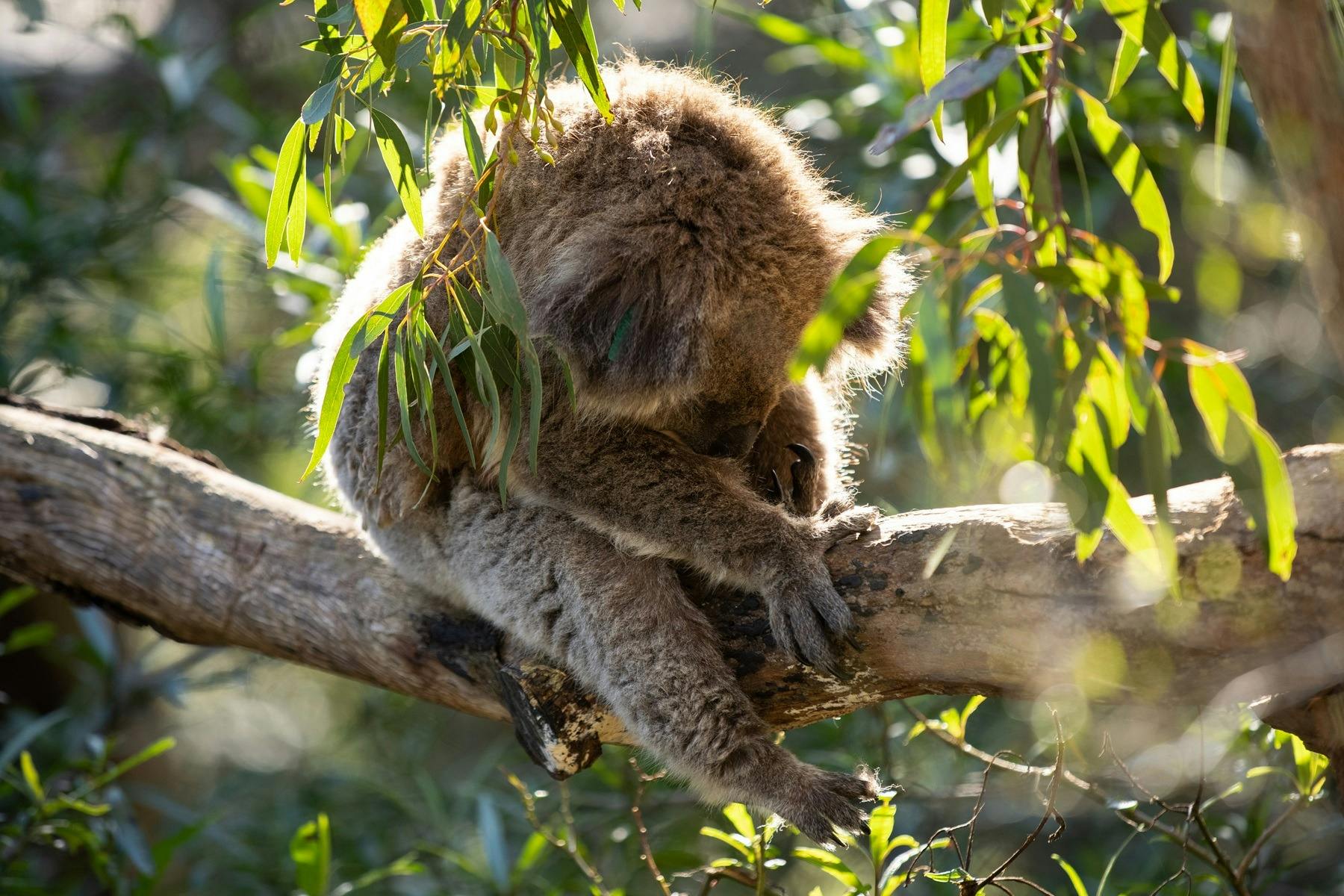 Koala