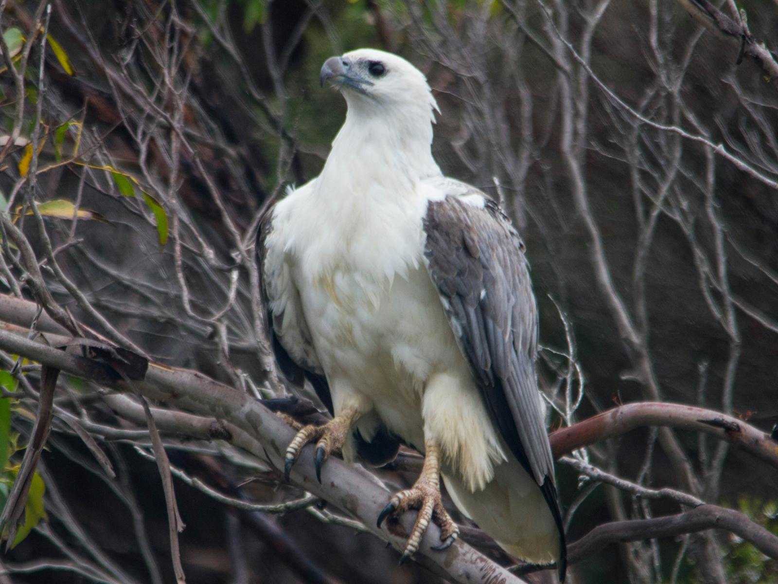 white bellied sea eagle in a treee