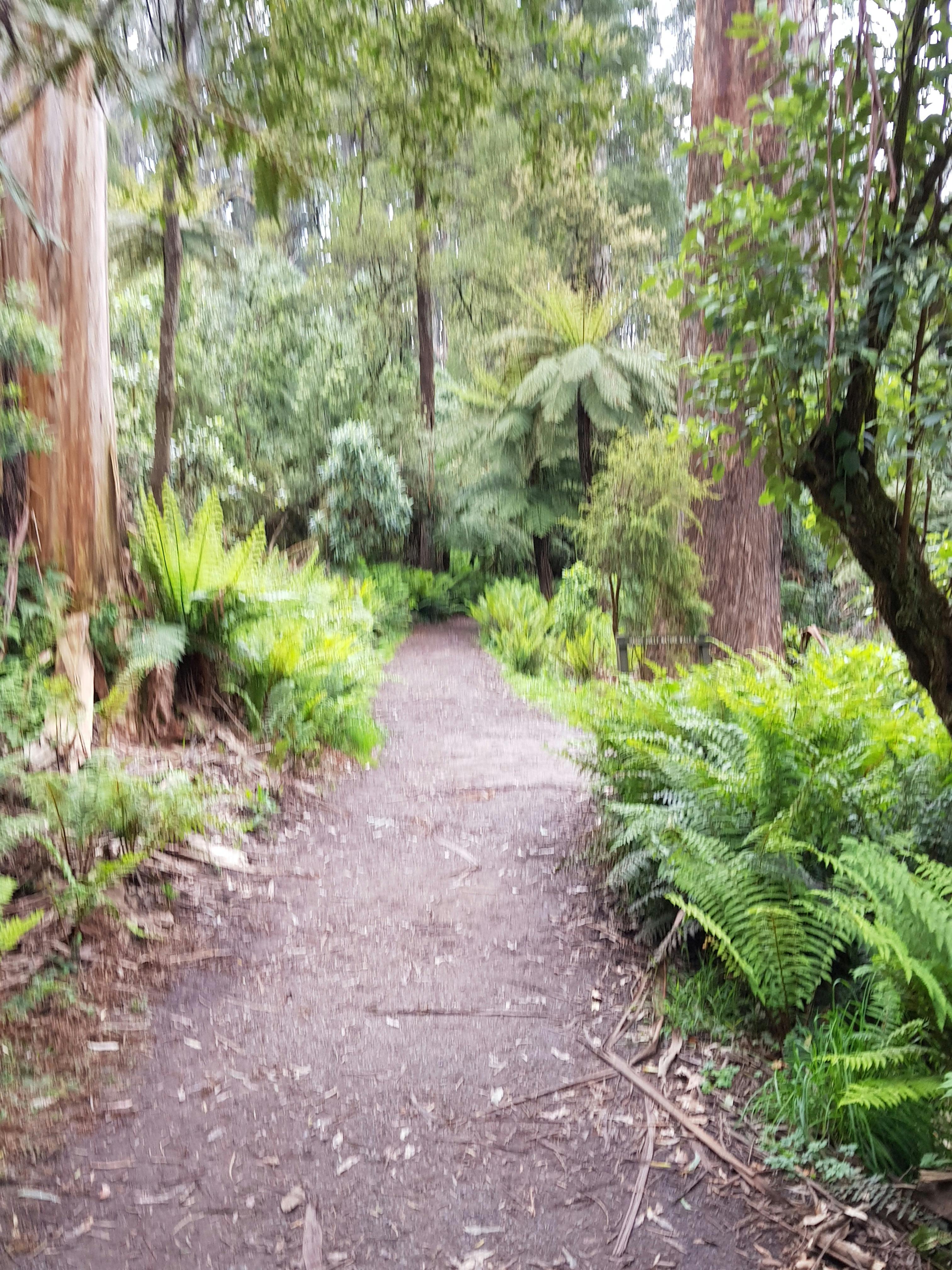 Dandenong Ranges