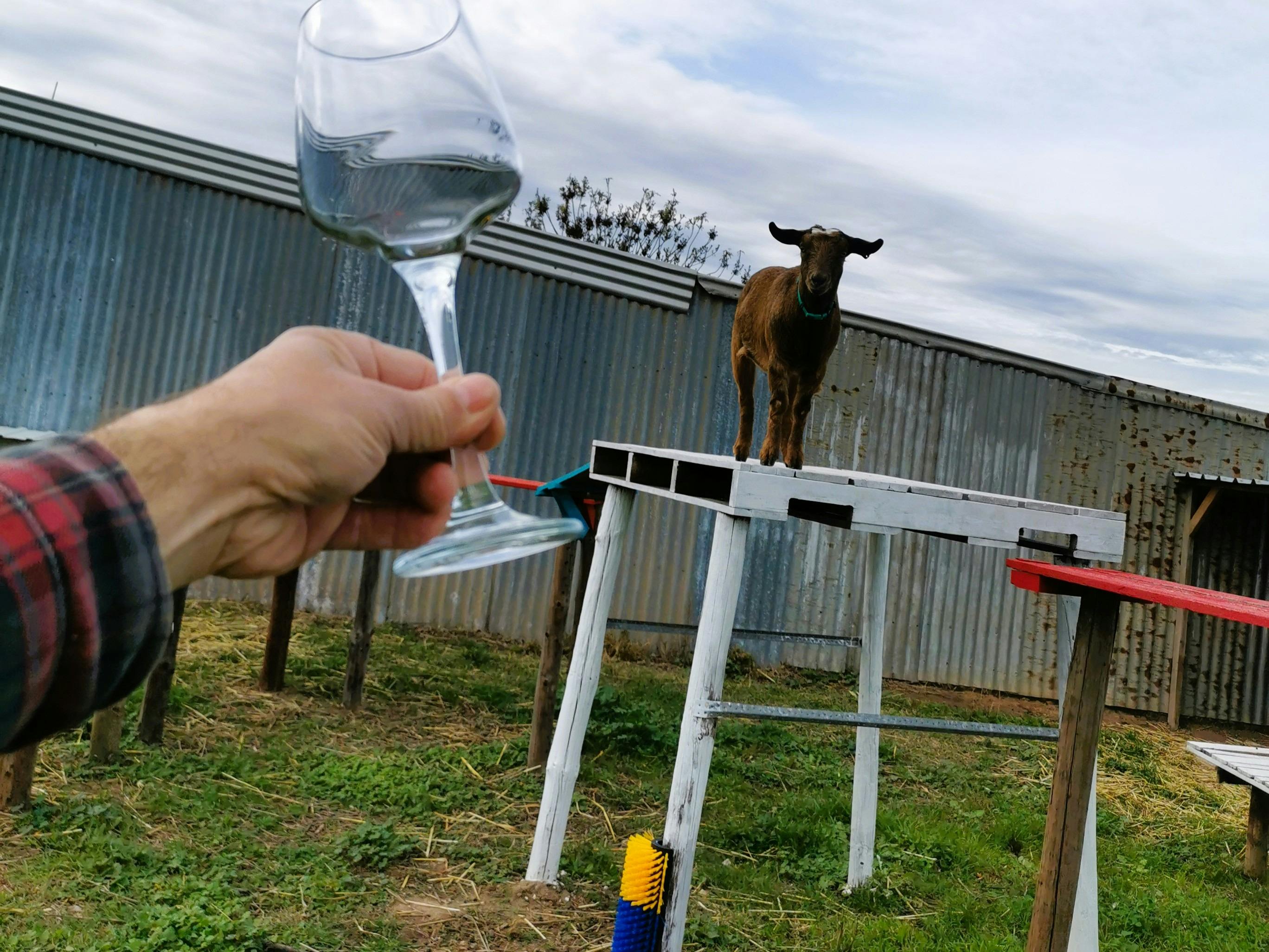 A barossa climbing goat
