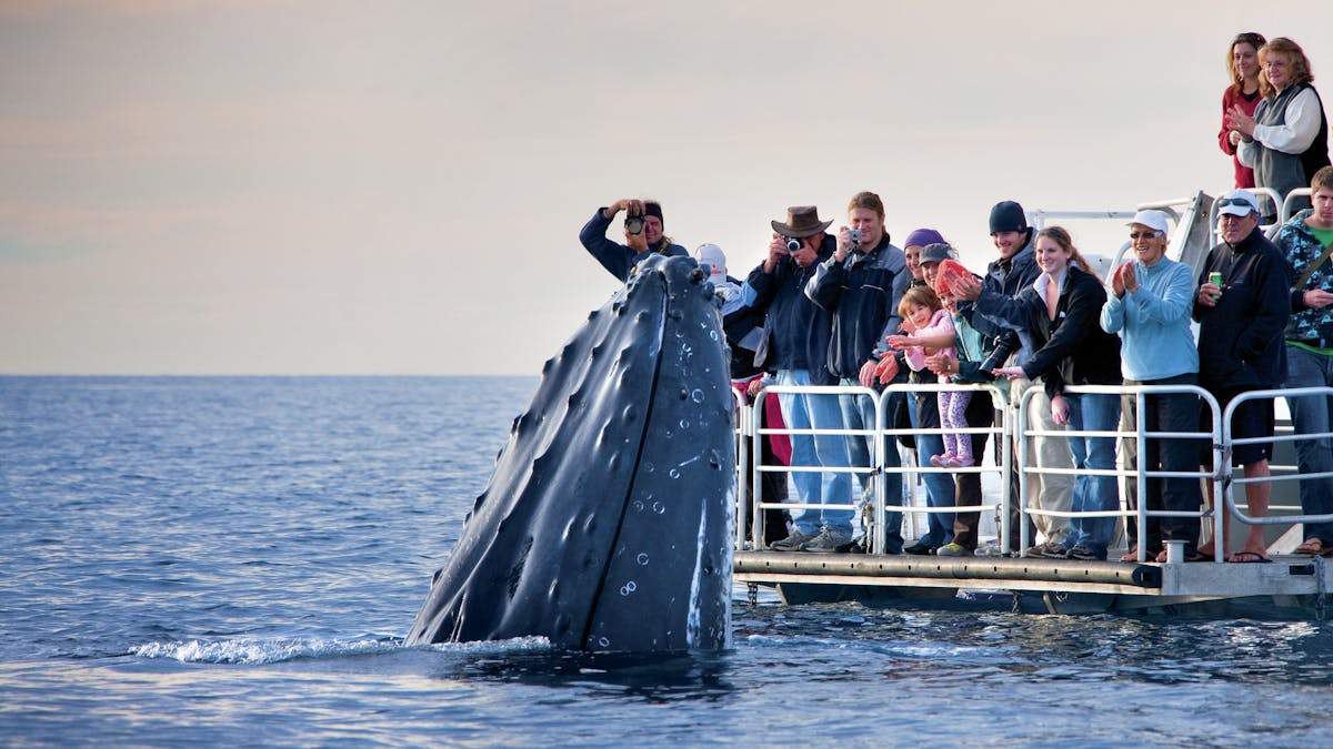 hervey-bay-whale-watching-image