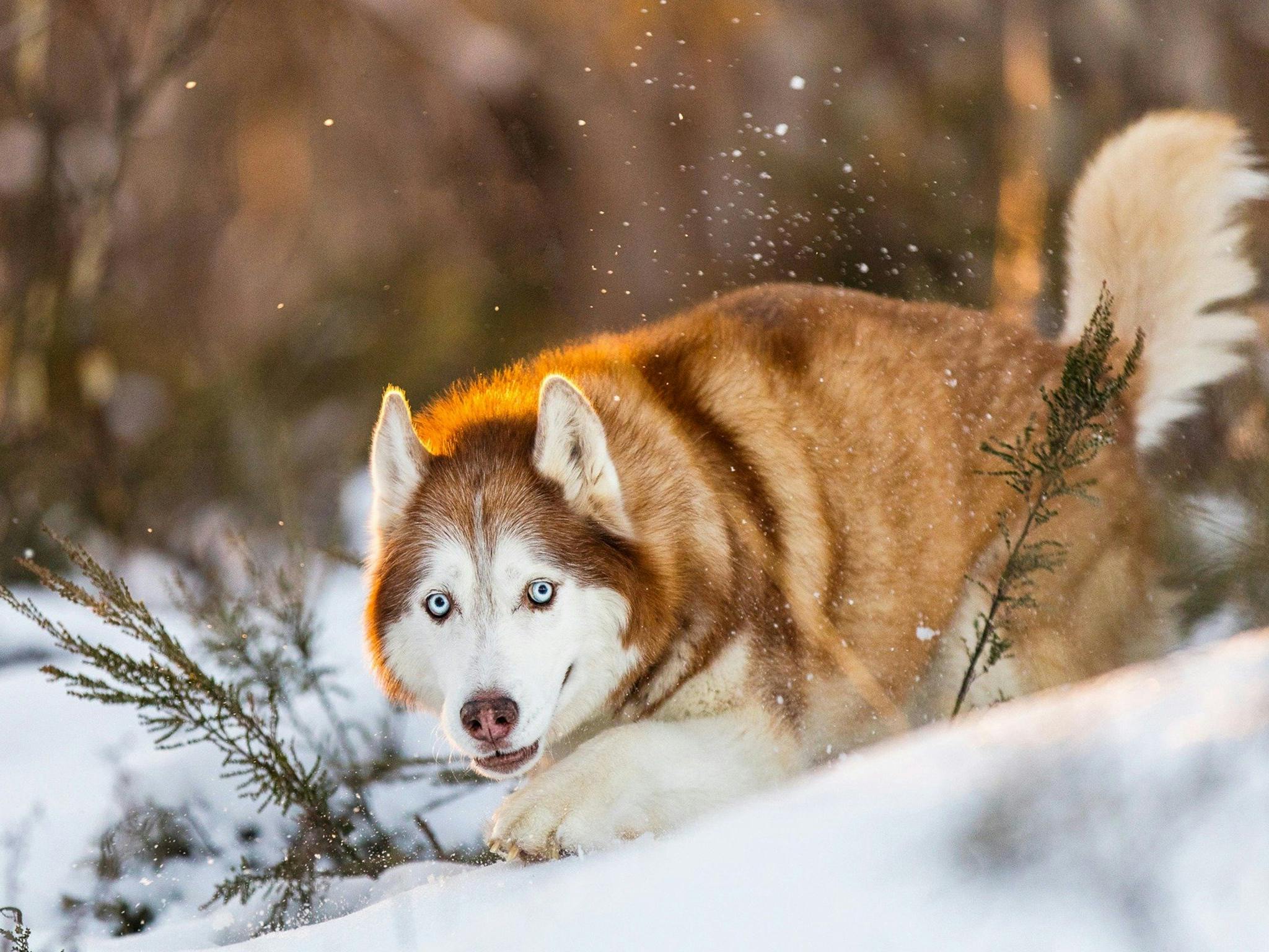 Snow Dogs Photography and Retreats