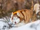 Snow Dogs Photography and Retreats