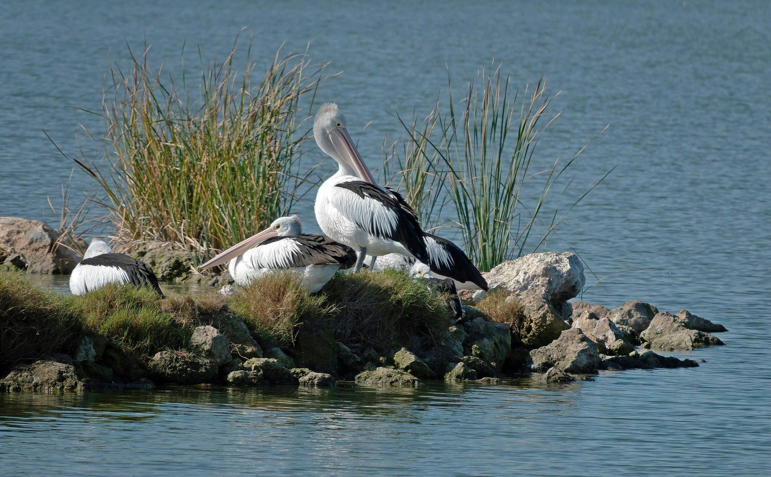 Pelicans Hindmarsh Island