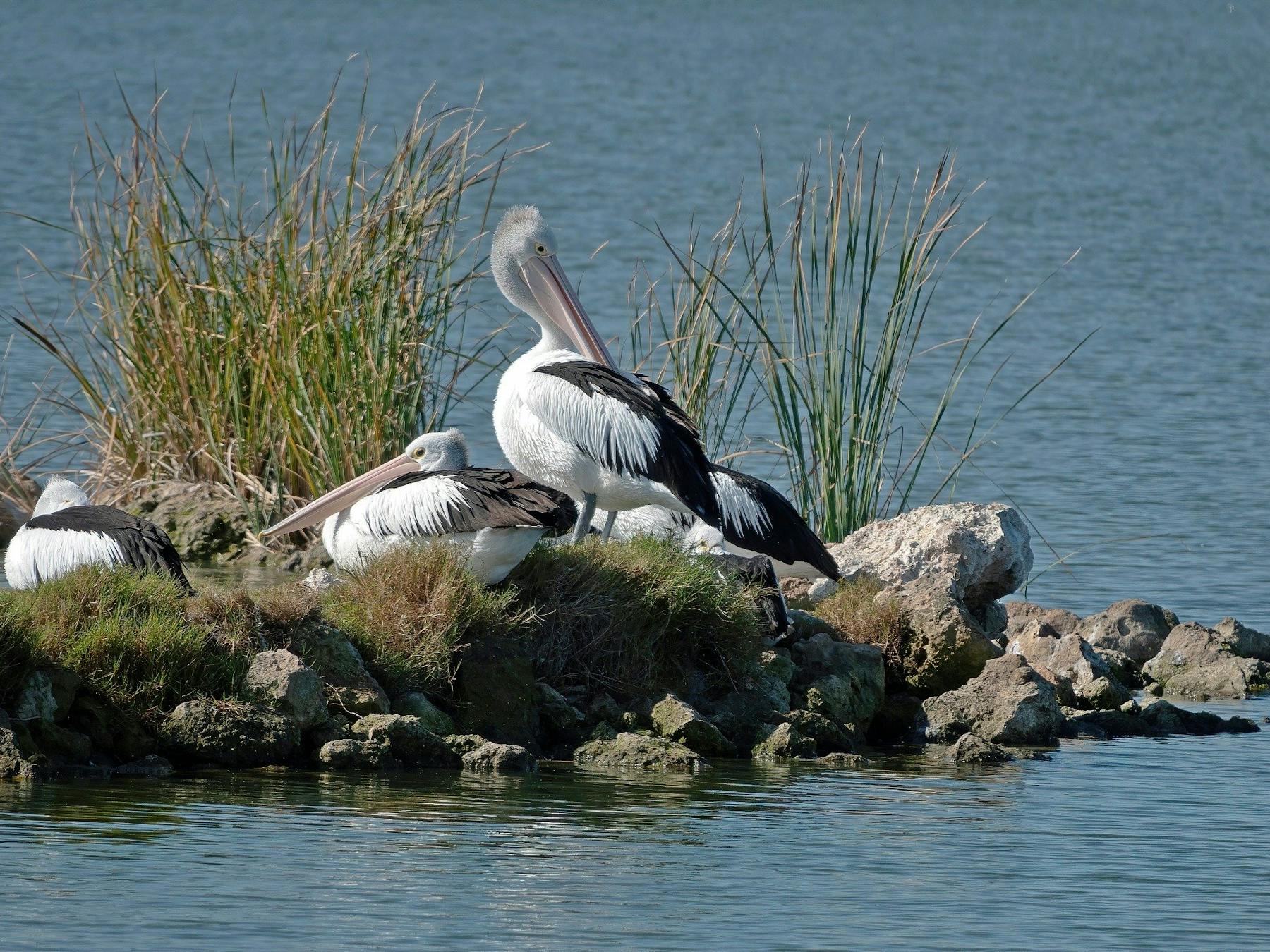 Pelicans Hindmarsh Island