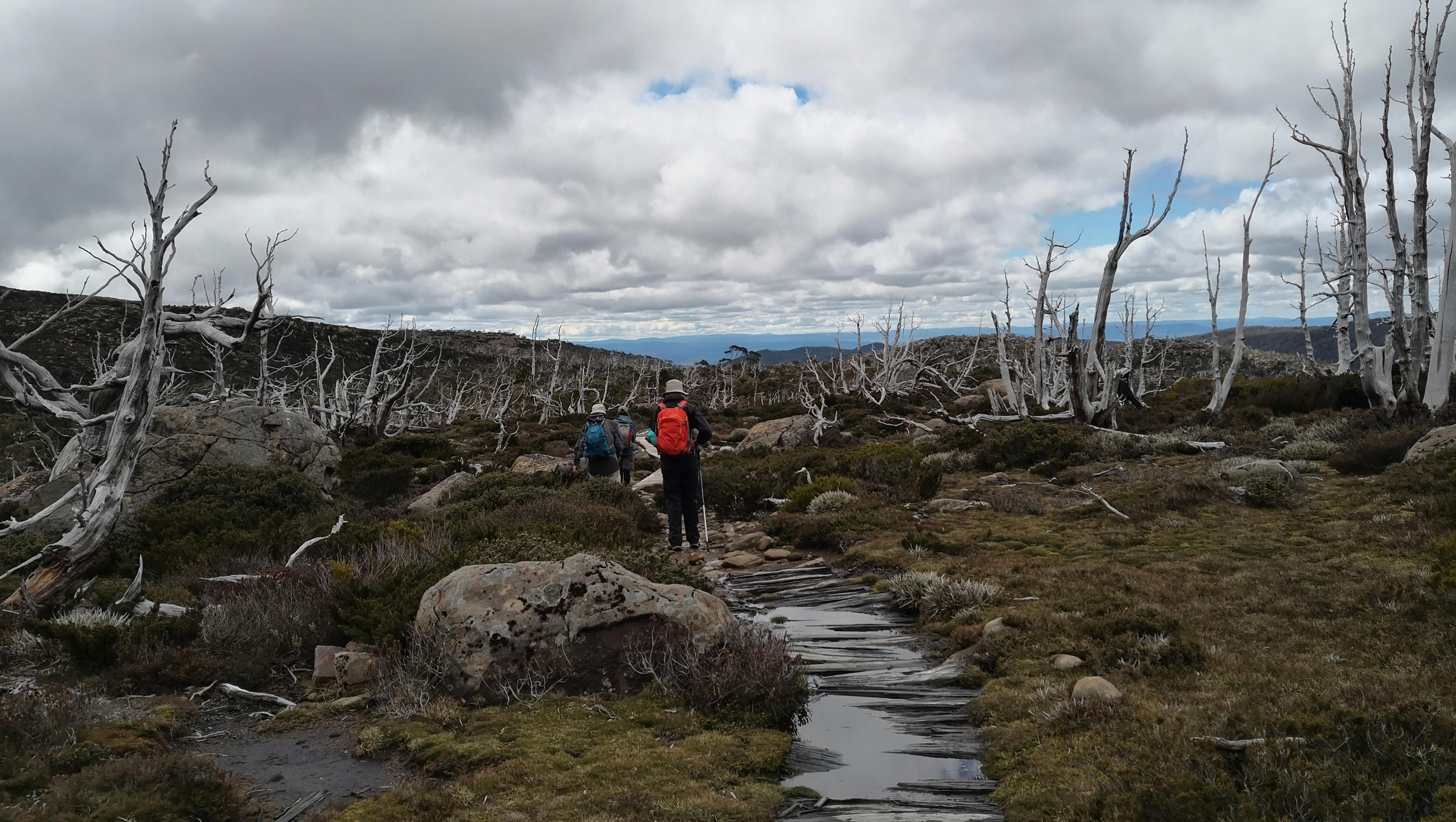 Mount Field on the Lake Pedder & South West Wilderness Pack-Free Walk by Life's An Adventure