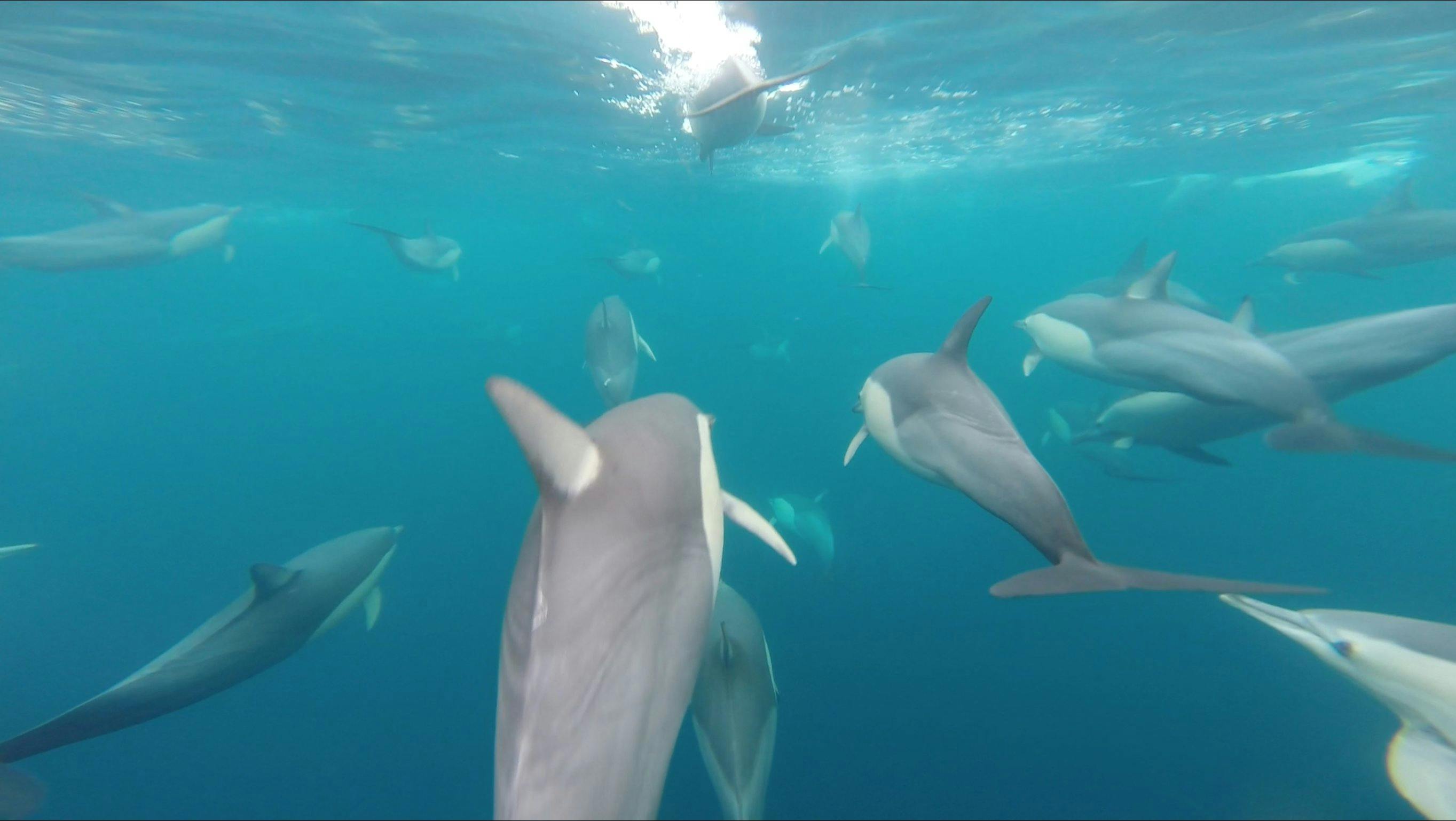 Our guests get so close to the wild dolphins that it feels like they're a part of the pod!