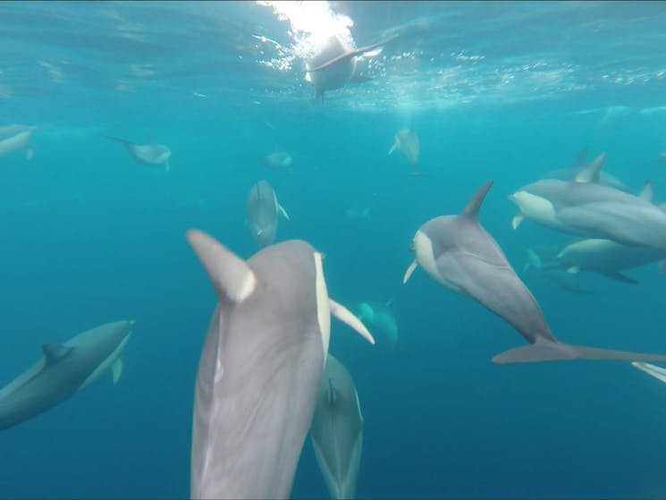 Our guests get so close to the wild dolphins that it feels like they're a part of the pod!