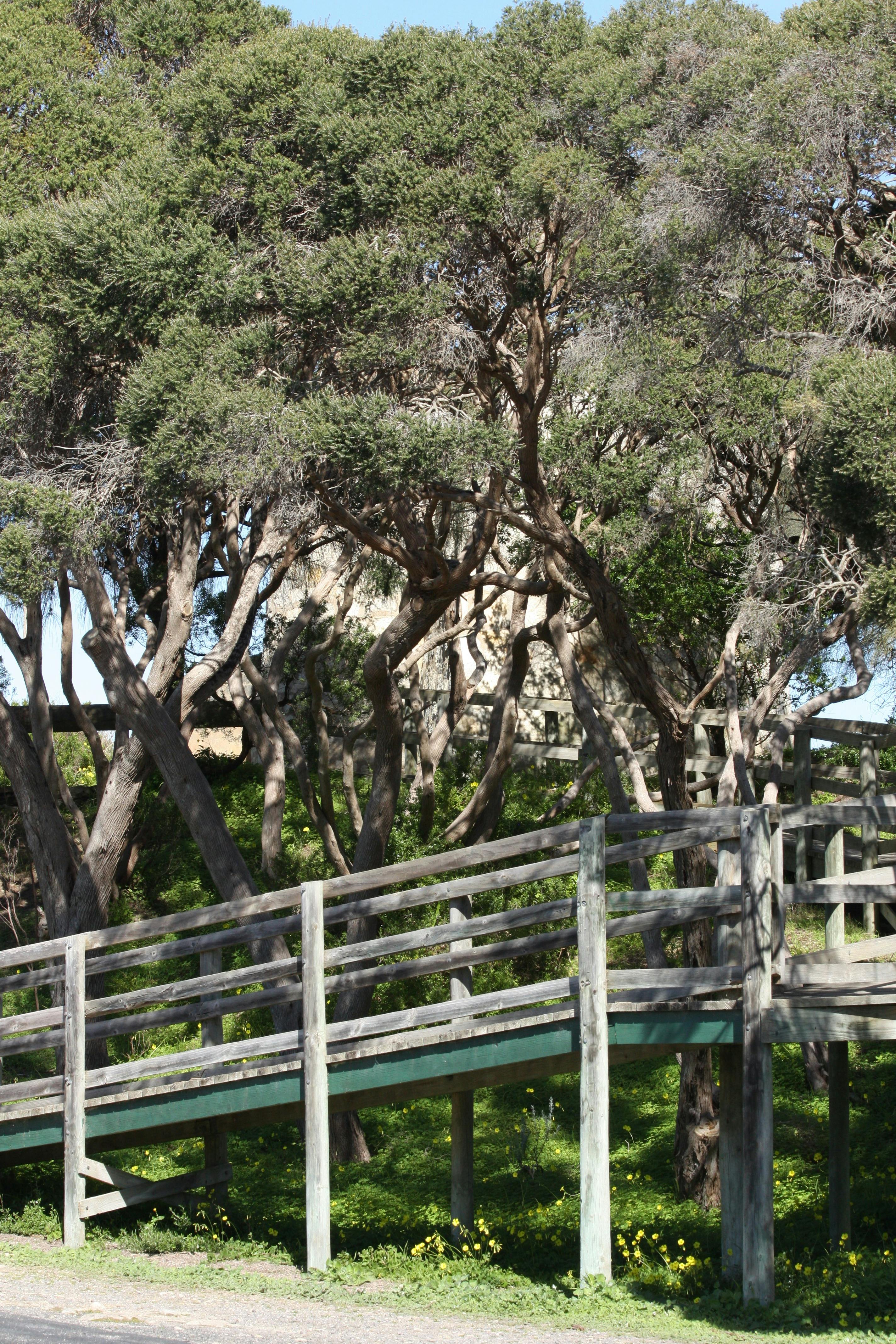 The wooden steps surrounded by natural bush