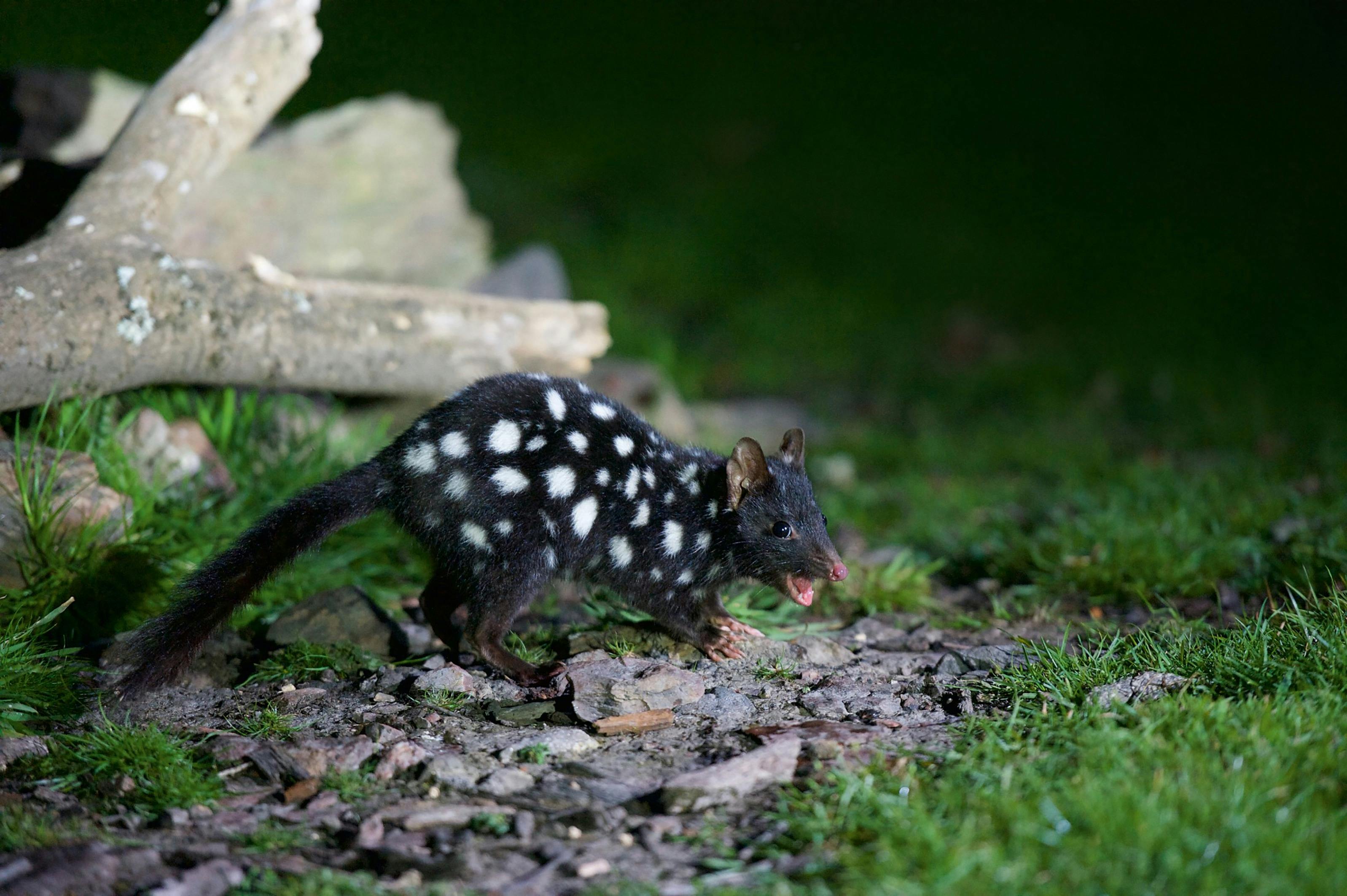 Black Eastern Quoll