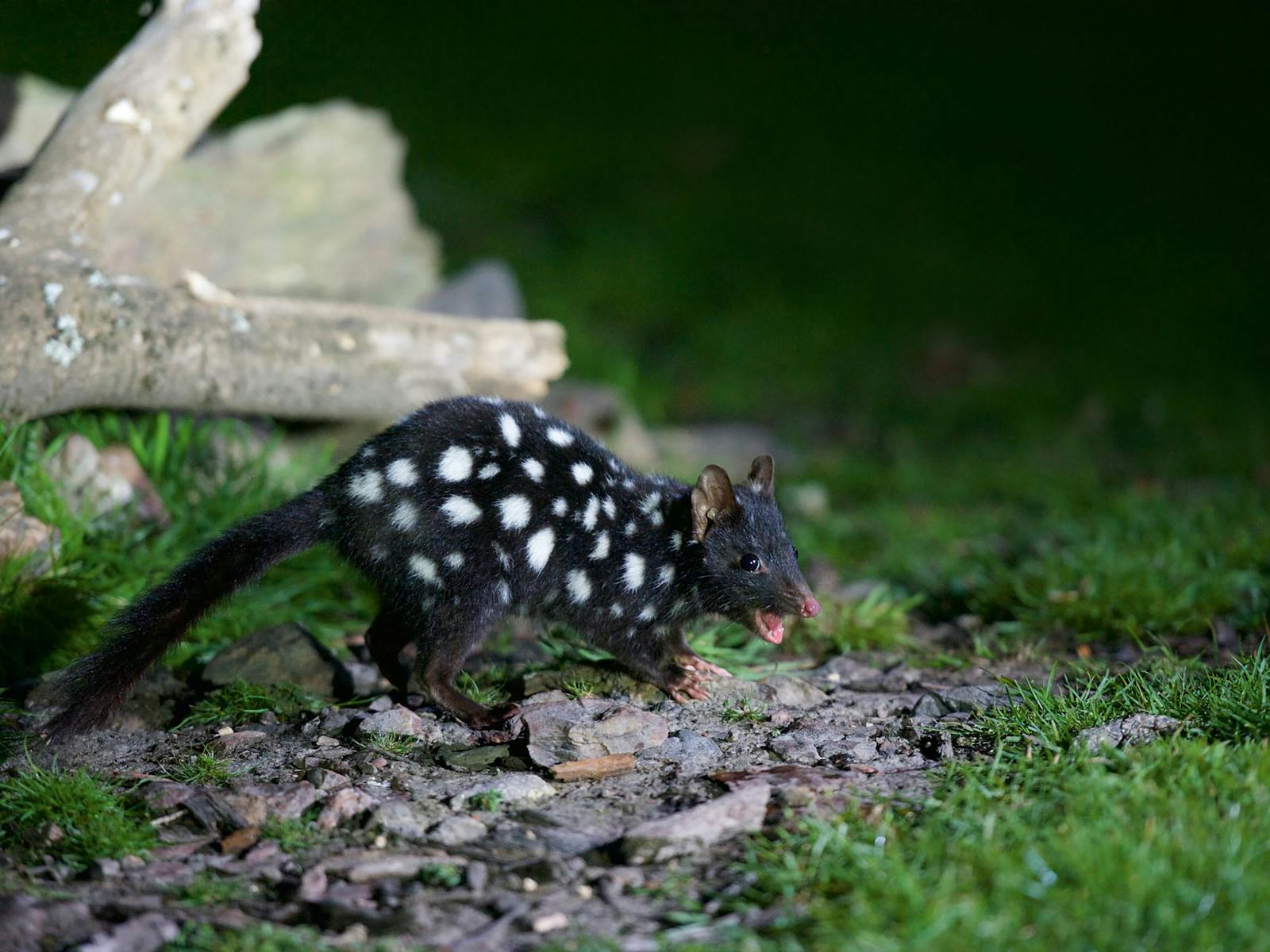 Black Eastern Quoll