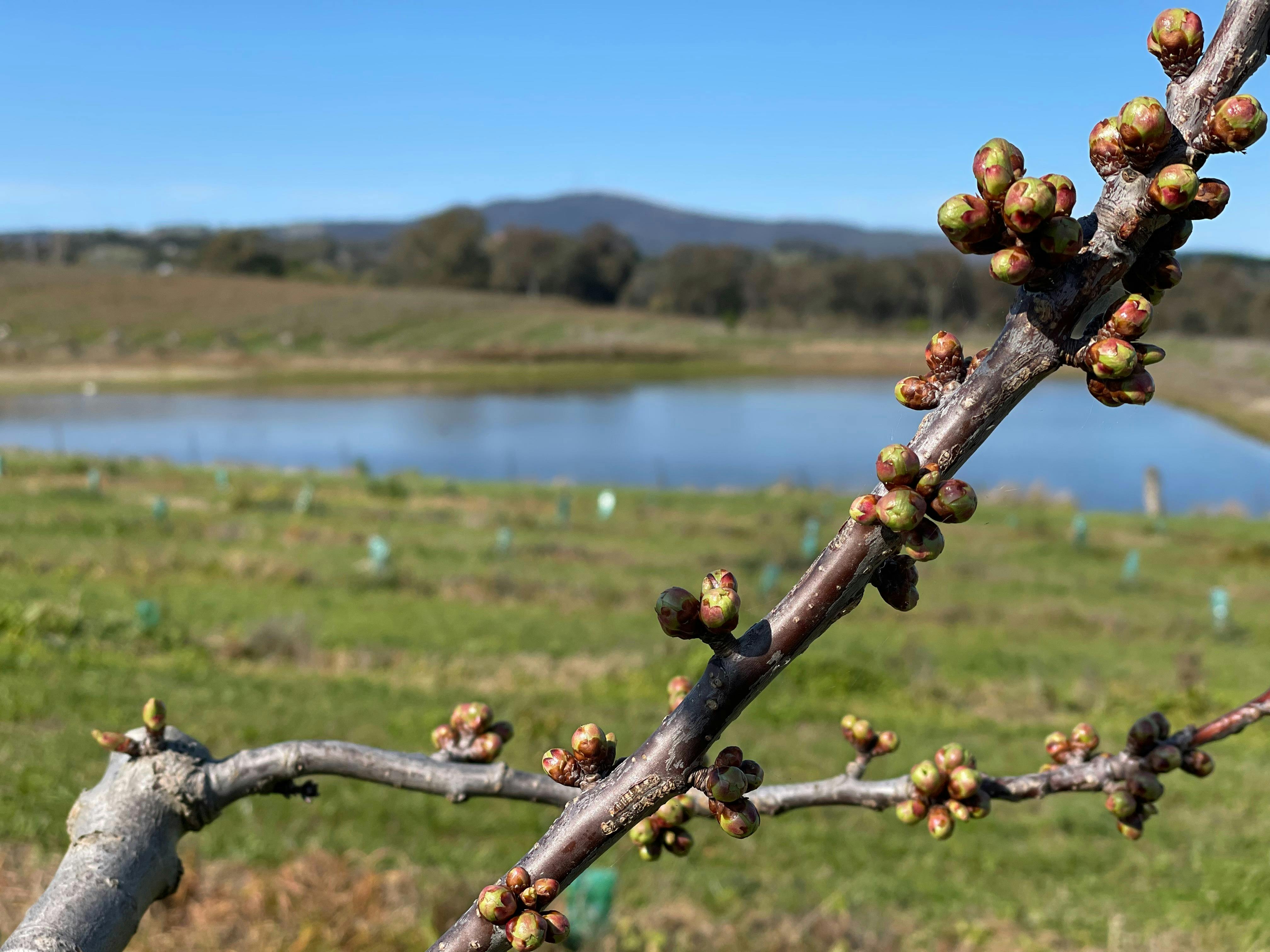 Tree in bud with Mt Canobolas