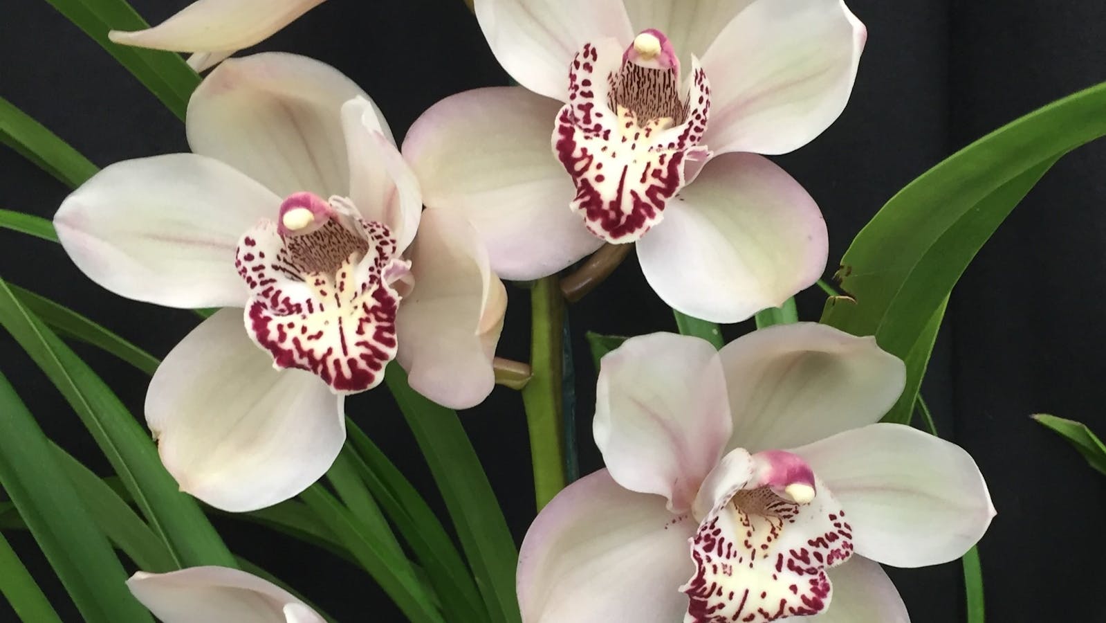 Image for Riverland Orchid Society Winter Show