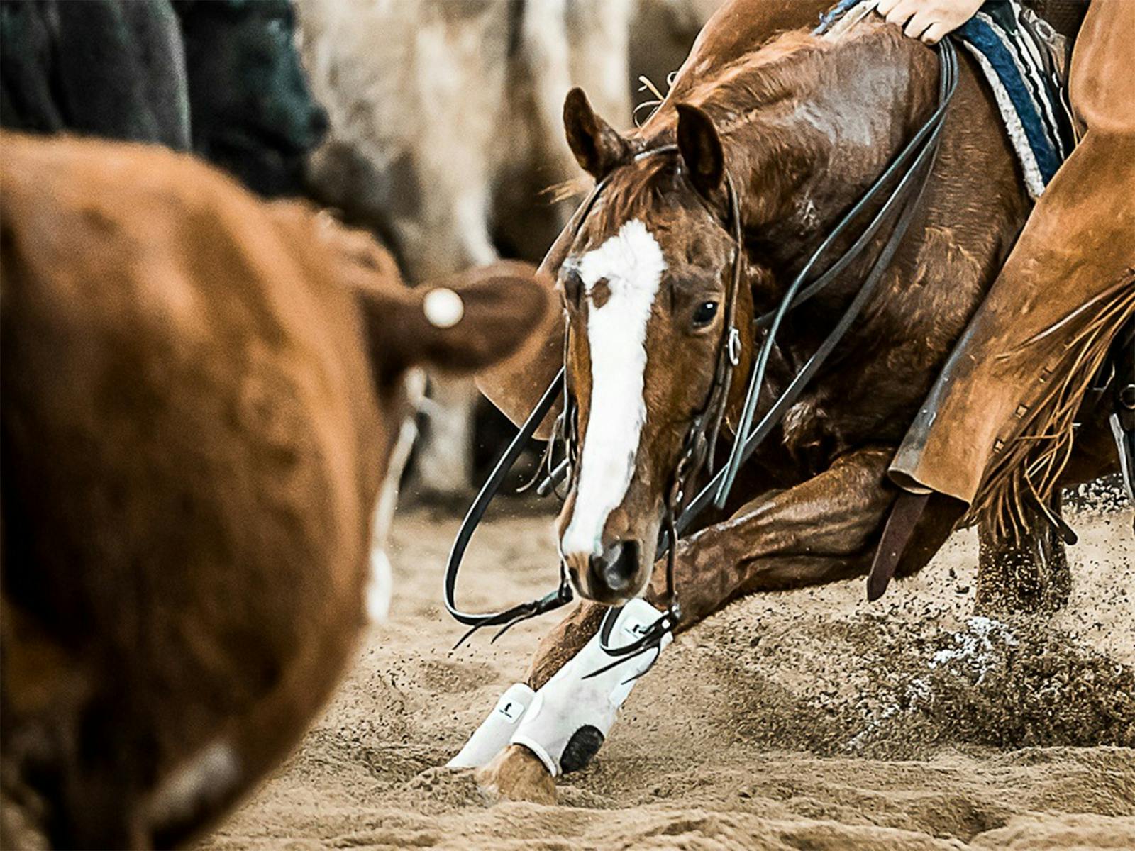 Image for NCHA Futurity