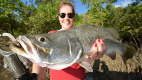 barramundi darwin
