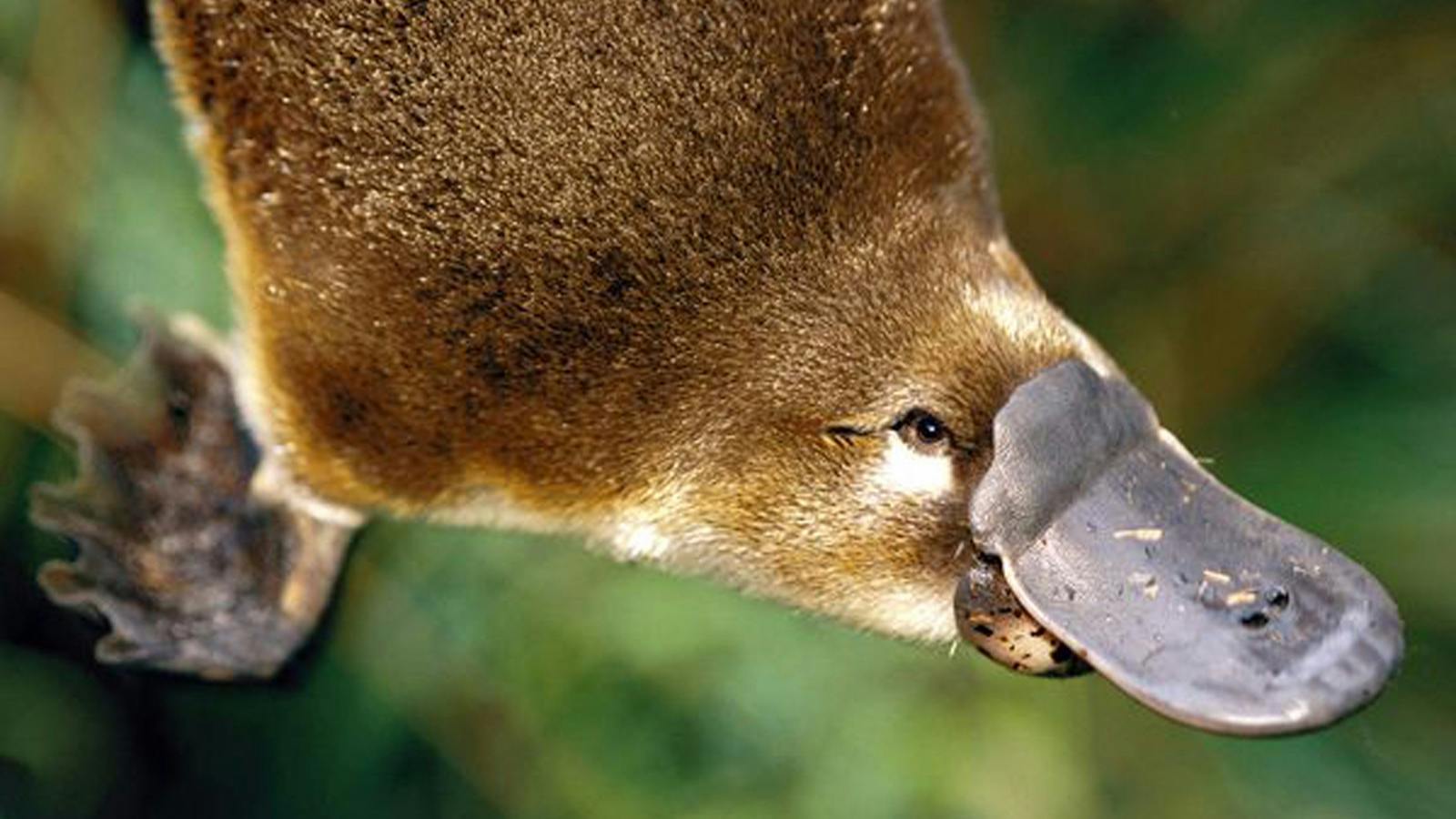 Platypus at Eungella National Park