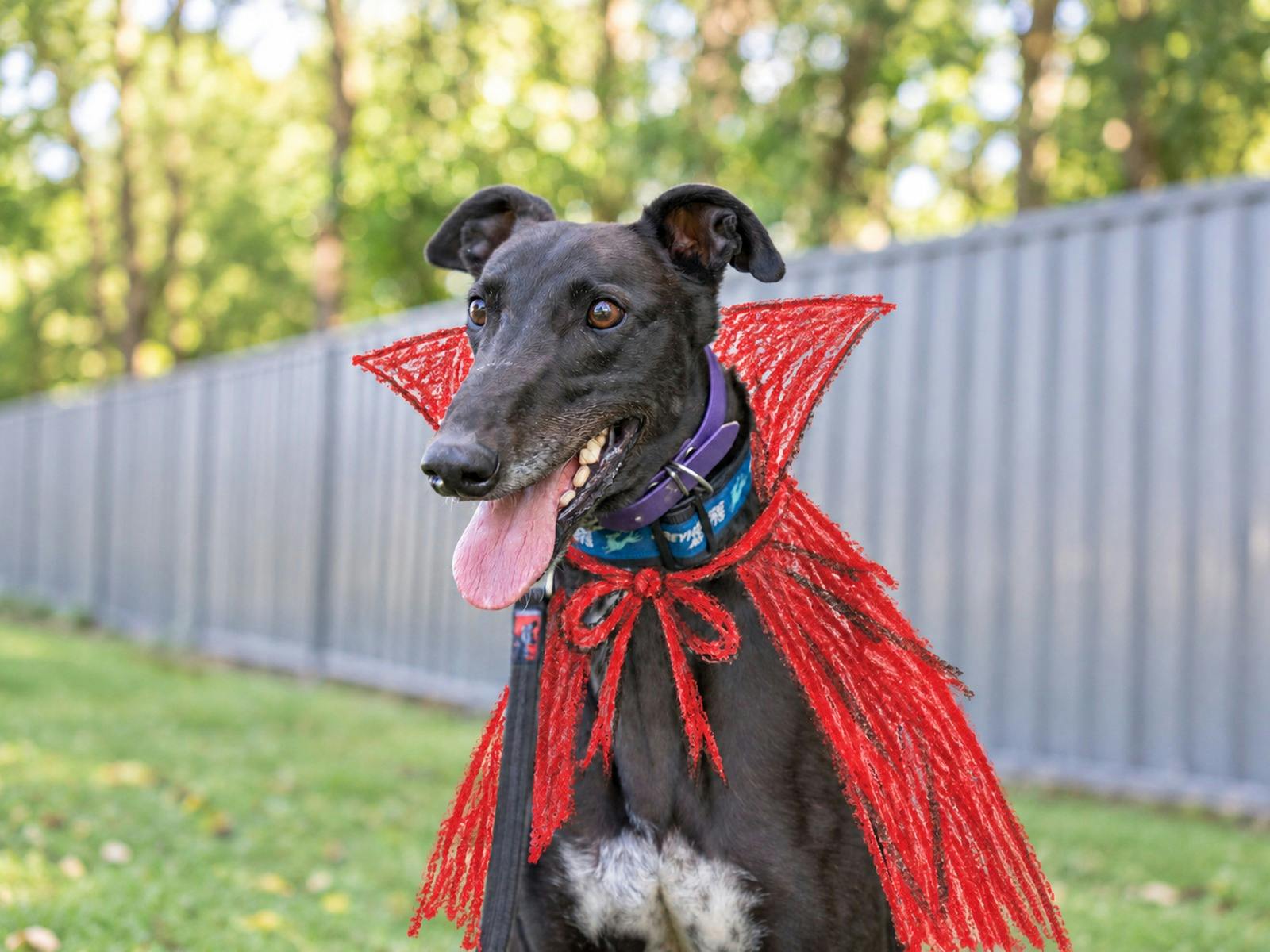 Greyhound