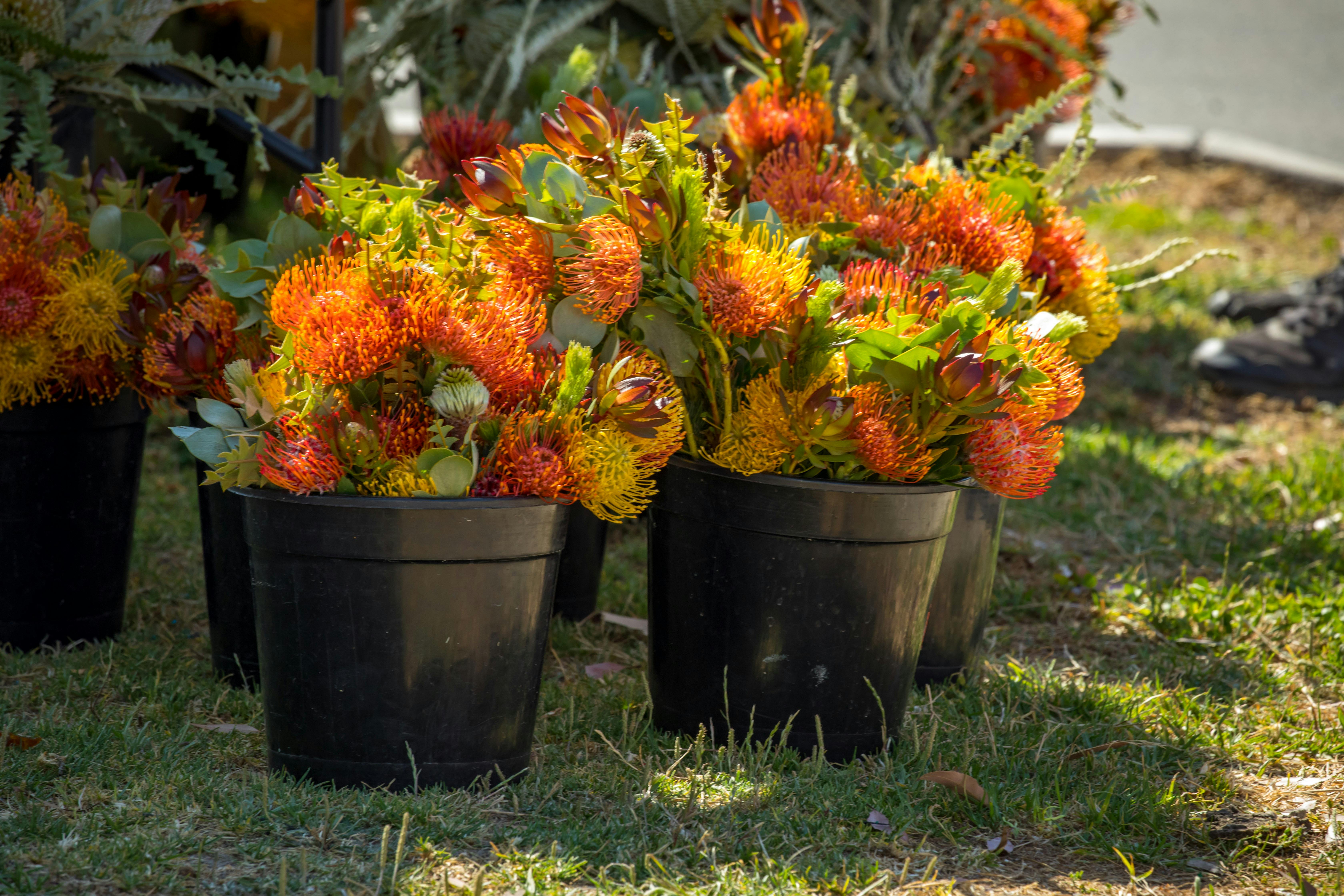 Available at the Twilight Market