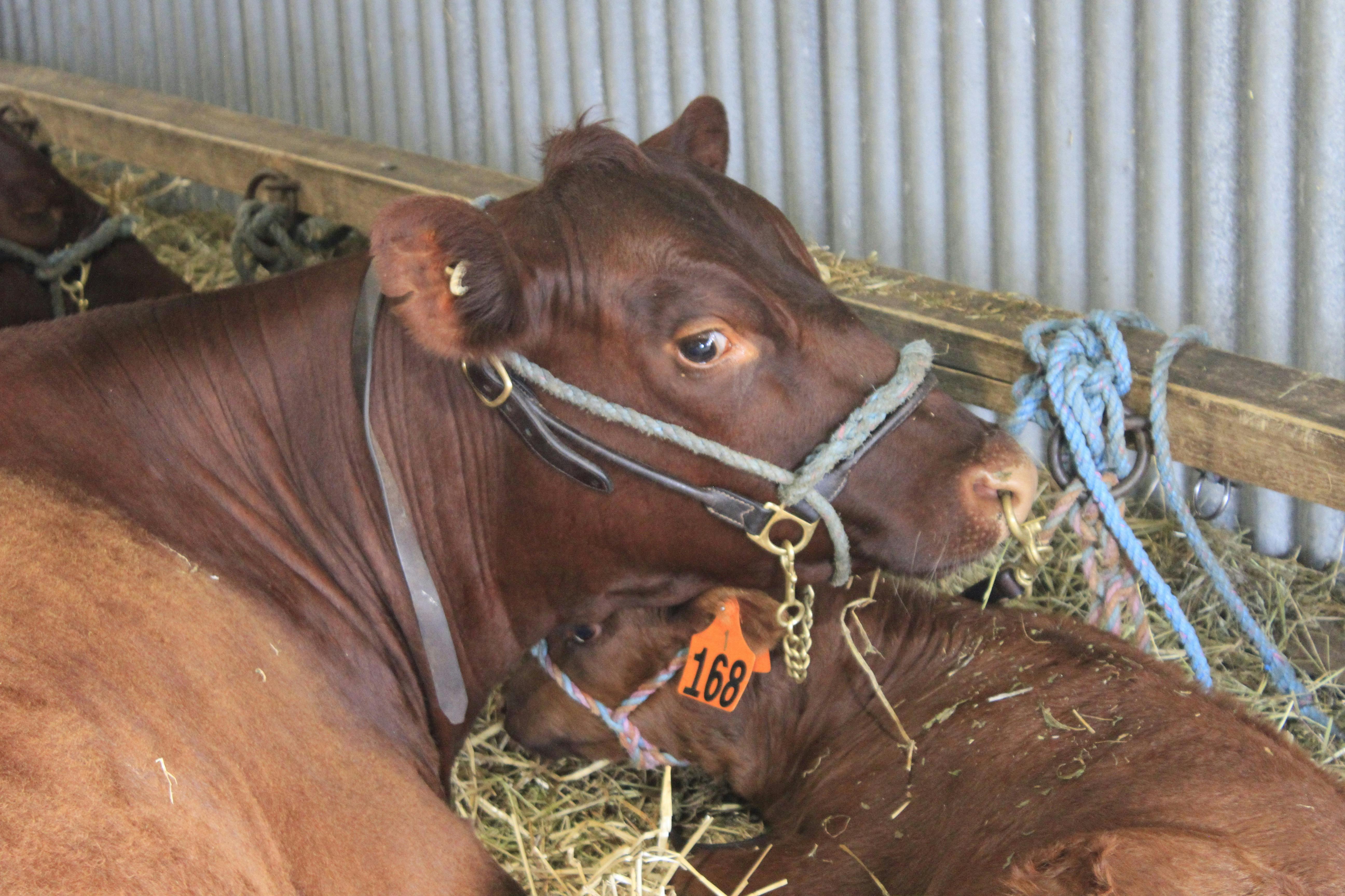 Beef Section from the 2025 Warrnambool Show