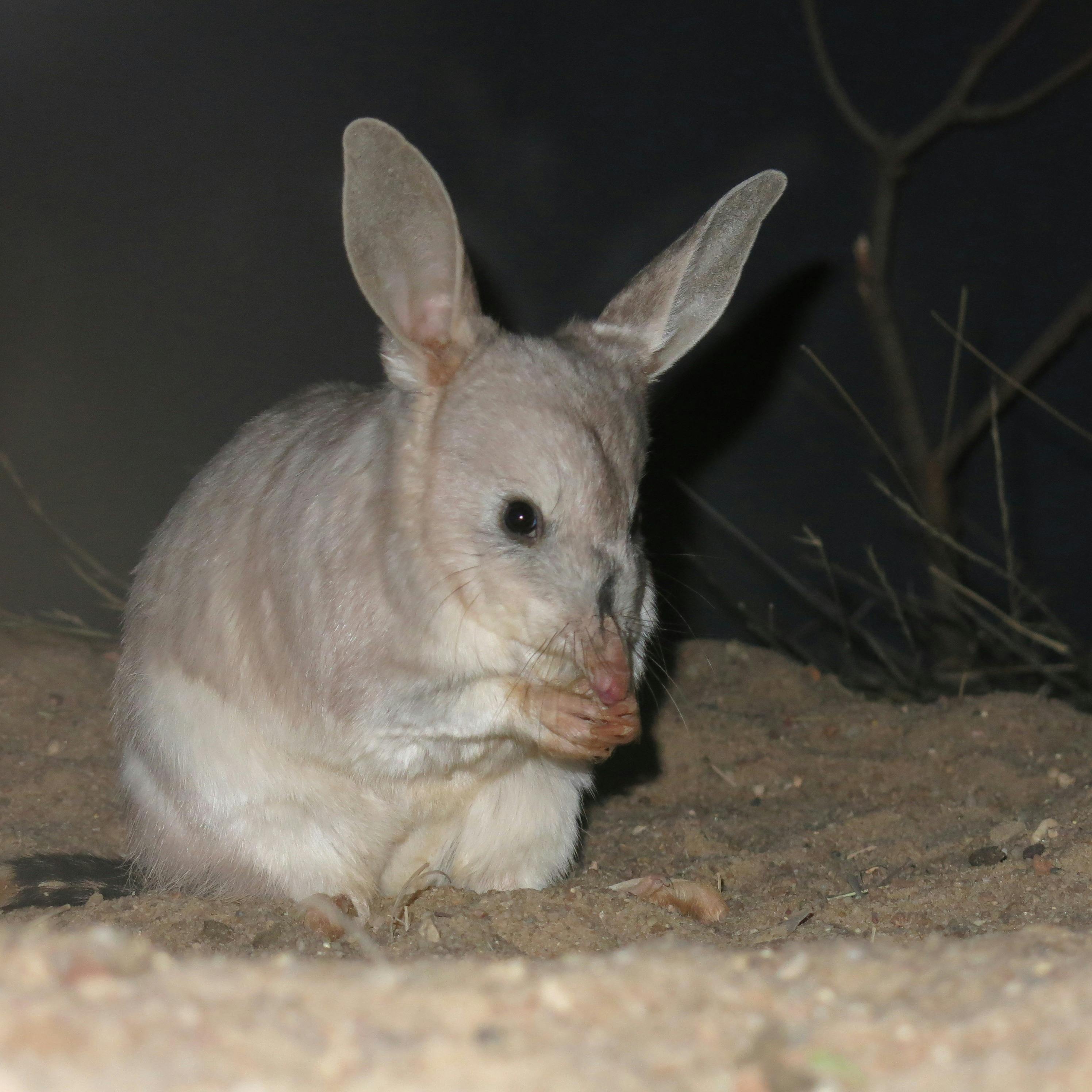 Grooming Bilby