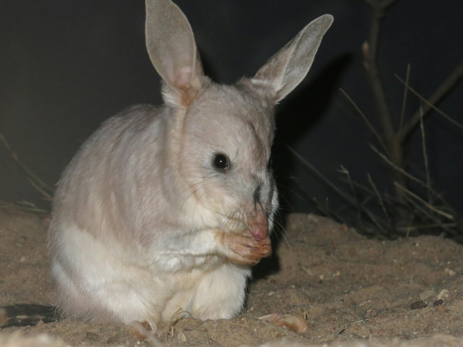 Grooming Bilby