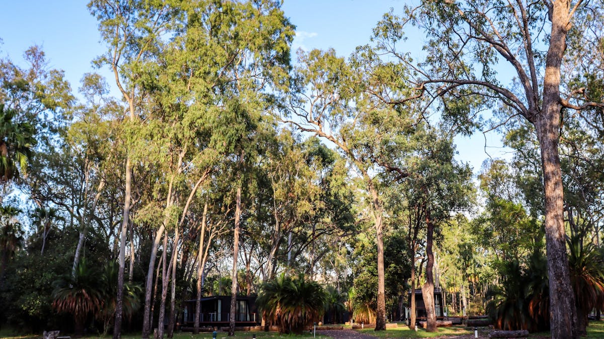 Beautiful large trees and open grassland for camping.
