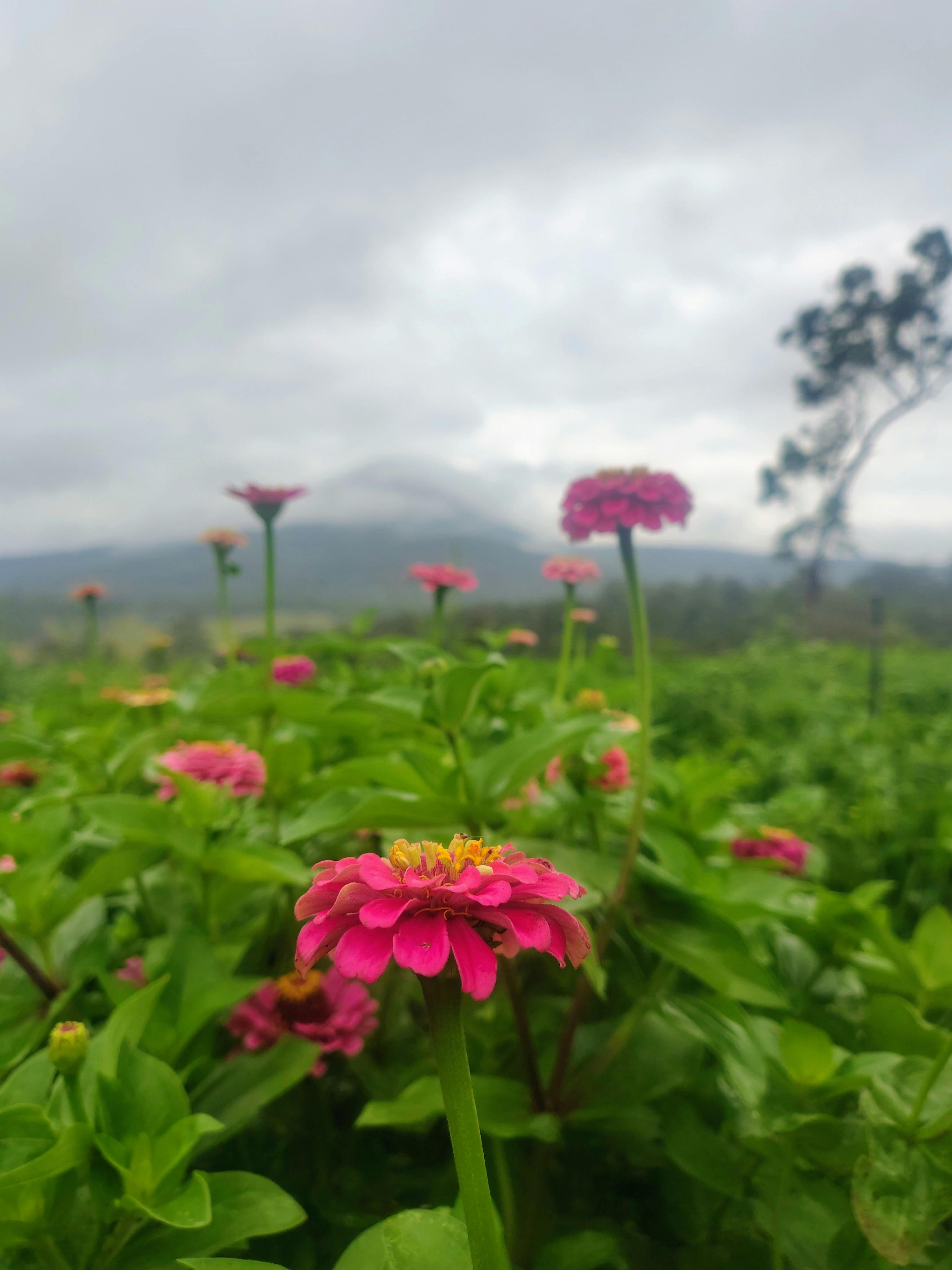 Flowers with a back drop of mountain Fraser at Ellia's Garden